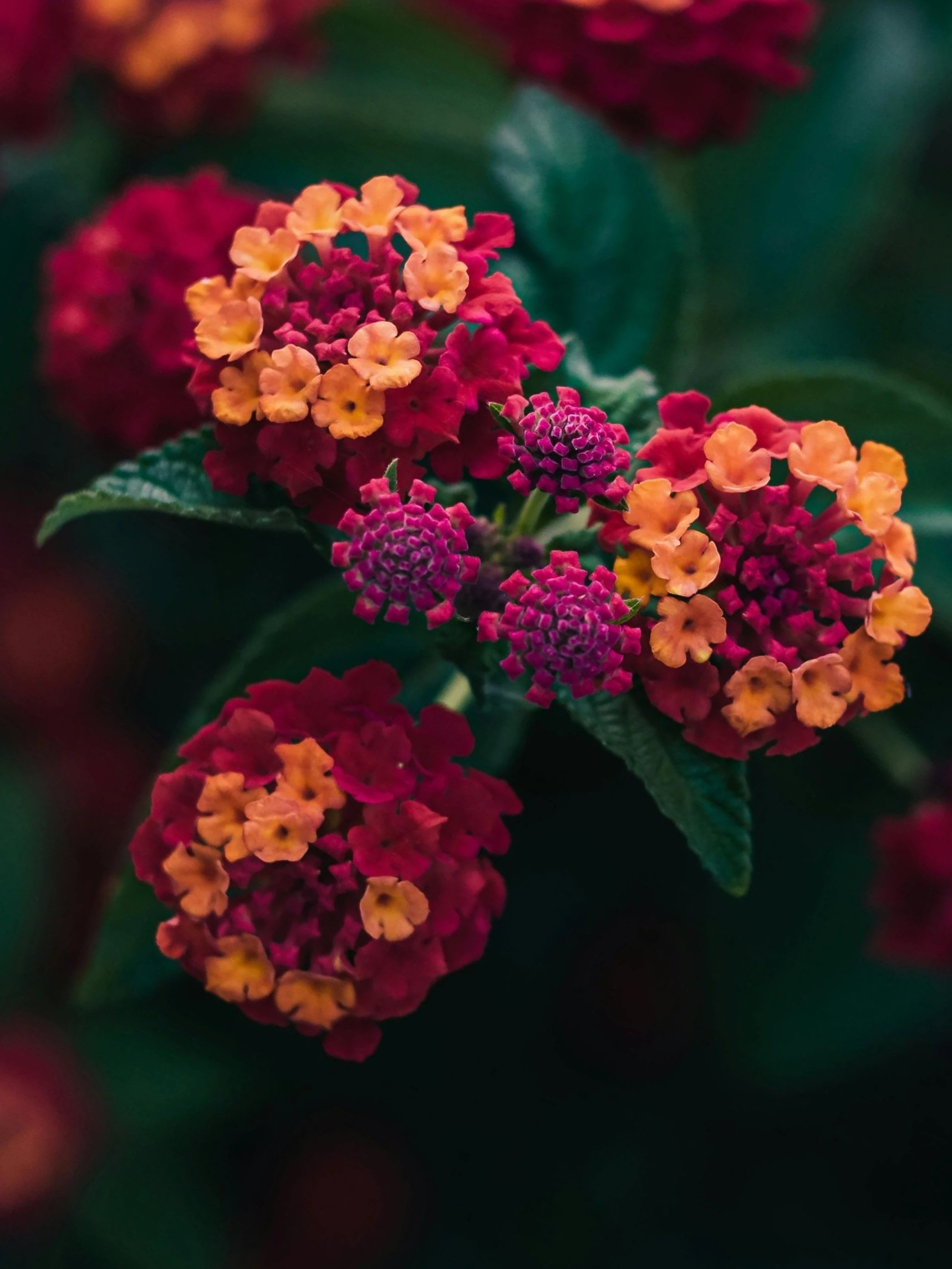 Flores de lantana en tonos rosados, naranjas y amarillos con hojas verdes. Lantana Marketing Educativo