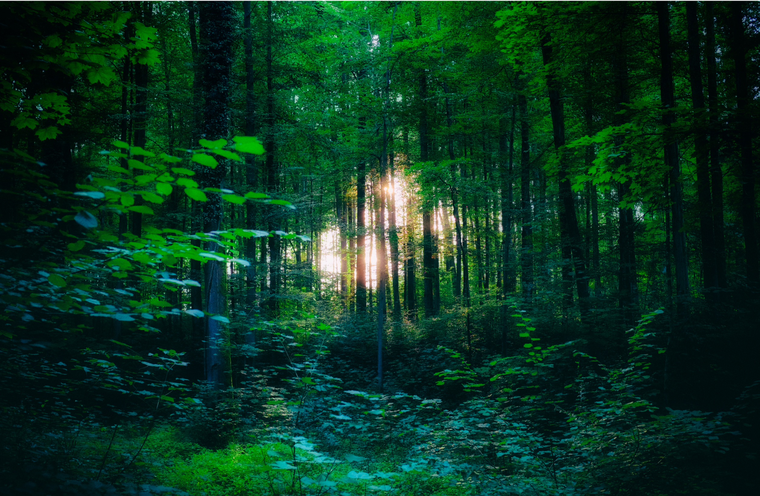 Sunlight filtering through dense green trees in a forest.