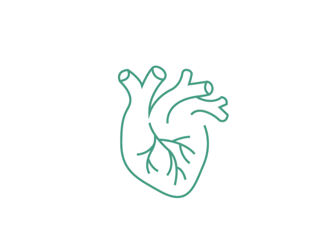 Line art illustration of a human heart, simple and stylized.