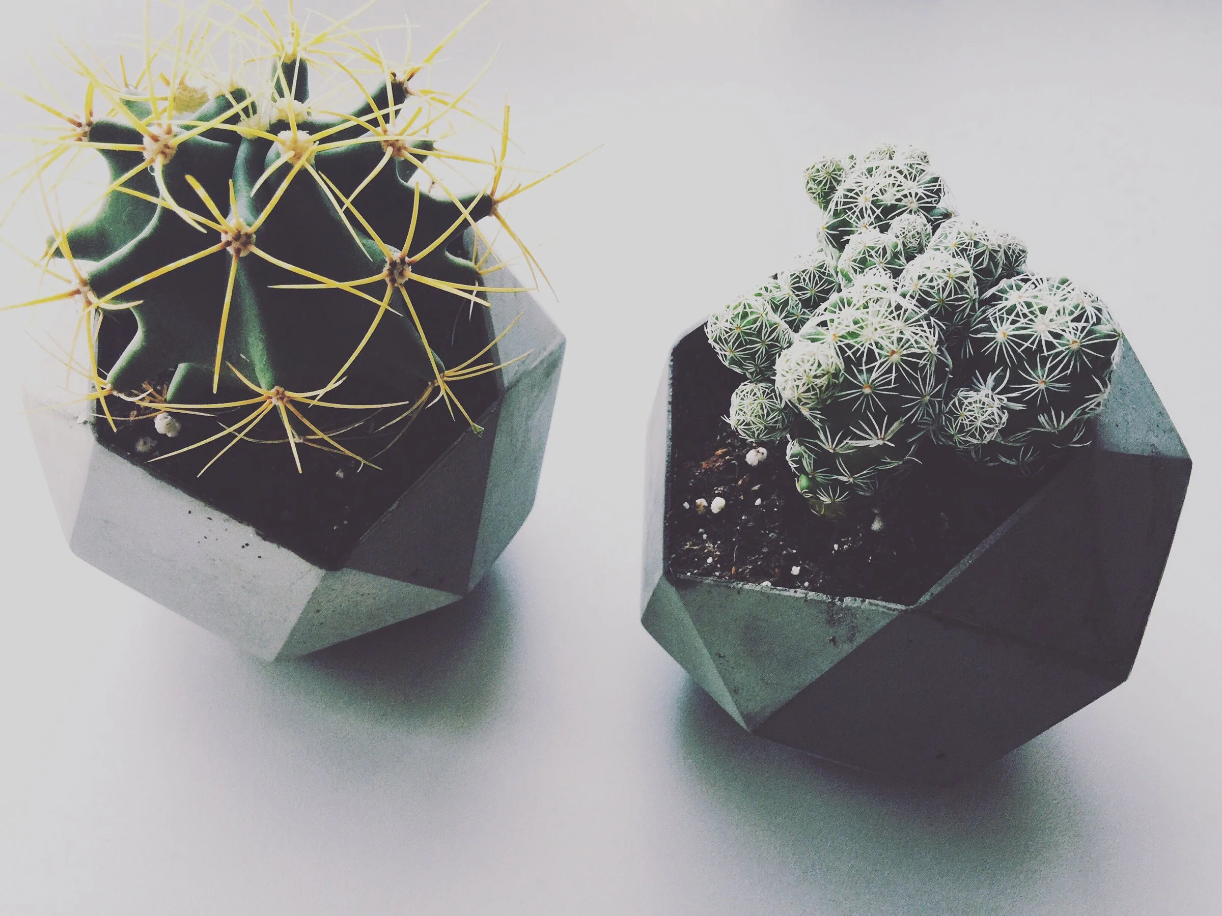 Small concrete planter handcrafted as a corporate gift.