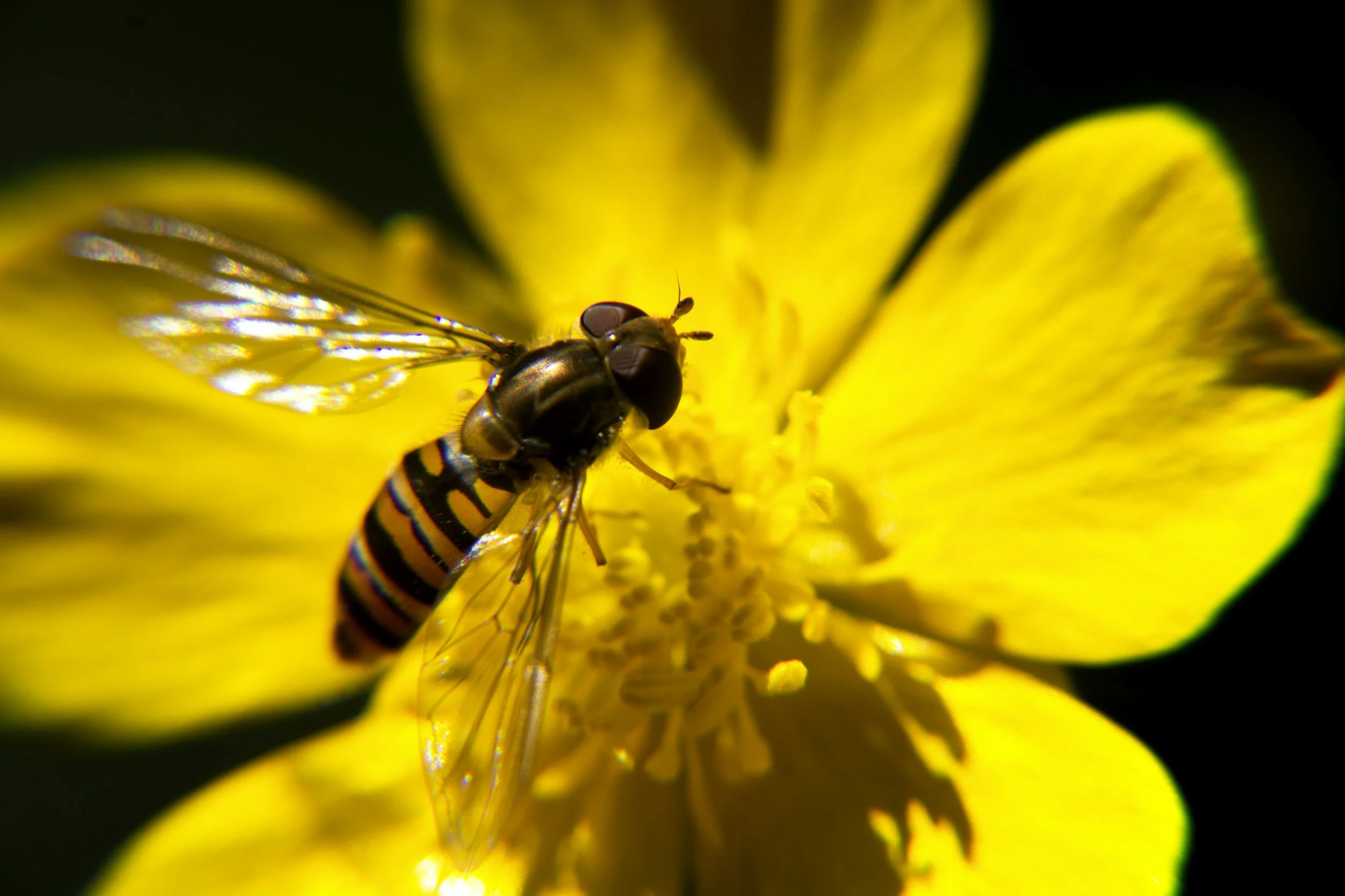 A close-up of a small insect with clear wings and yellow and black striped abdomen, perched on bright yellow flower petals.
