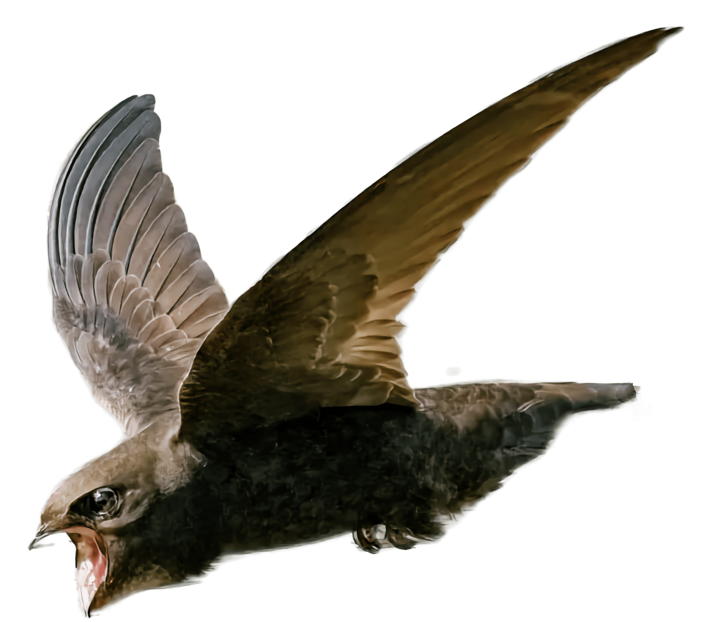 Everything you didn’t know about the remarkable Swift – with Rebecca Rees