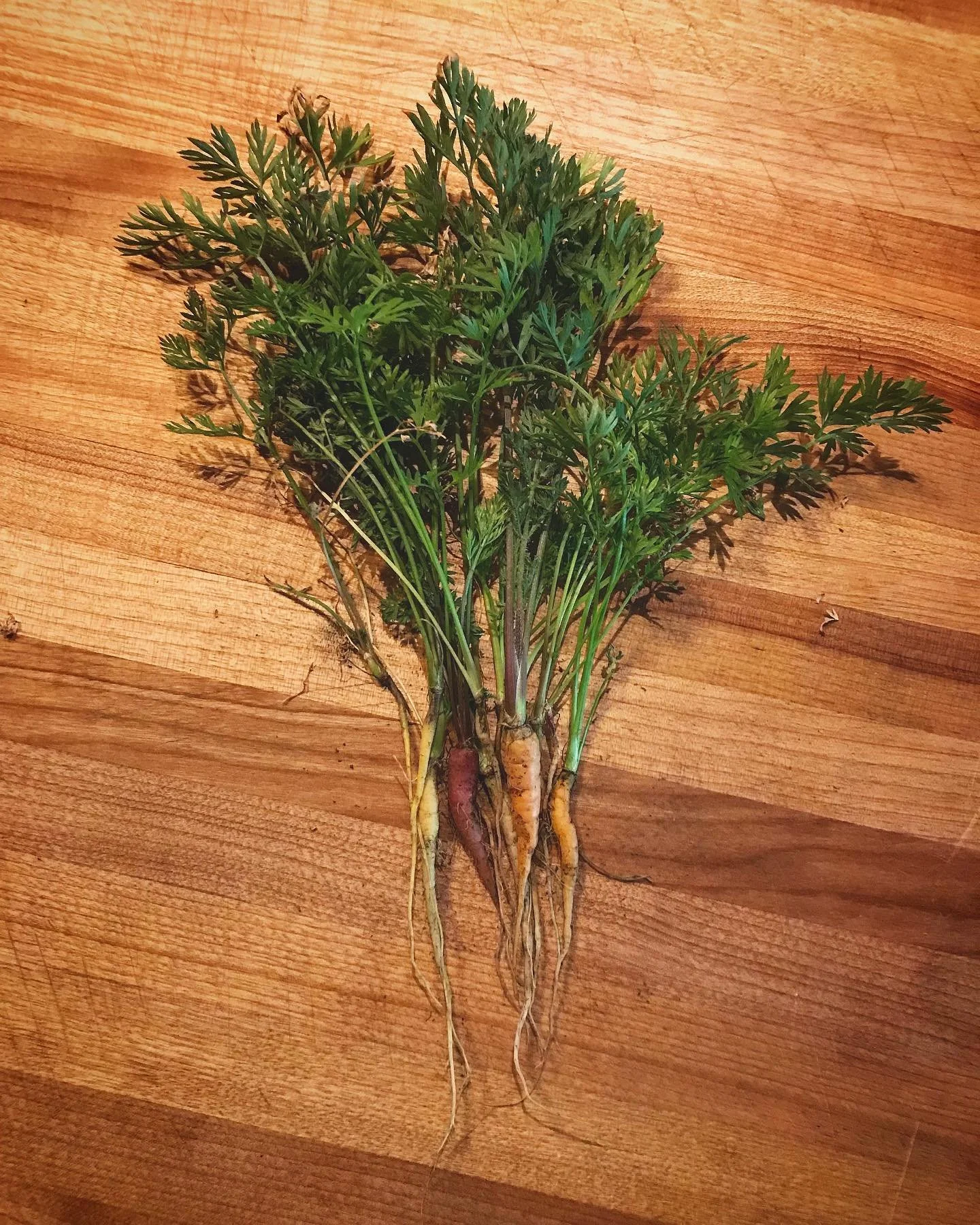 Teeny tiny mountain top carrots. 🏔 🥕