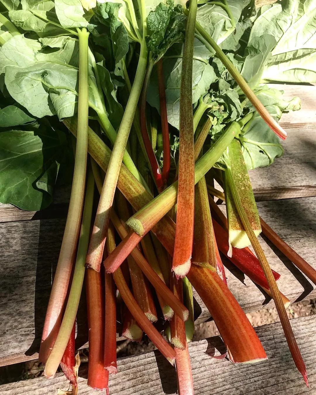 Harvested my beautiful rhubarb plant this evening and will be experimenting with fruit leathers for some light backpacking fuel. Check back for recipes. #rhubarb #fruitleather #fuel #harvestamerica #harvestcolorado