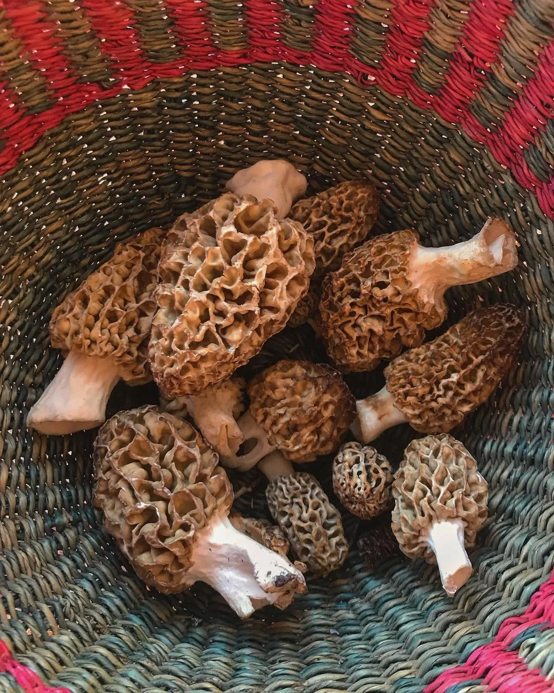 Produce of the month this May was......the glorious morel mushroom!!! 🍄 Their unique beauty makes them exceptionally fun to forage and these mushrooms are packed with vitamin D (not many foods are!) Get out in the sunshine ☀️ and find your double do