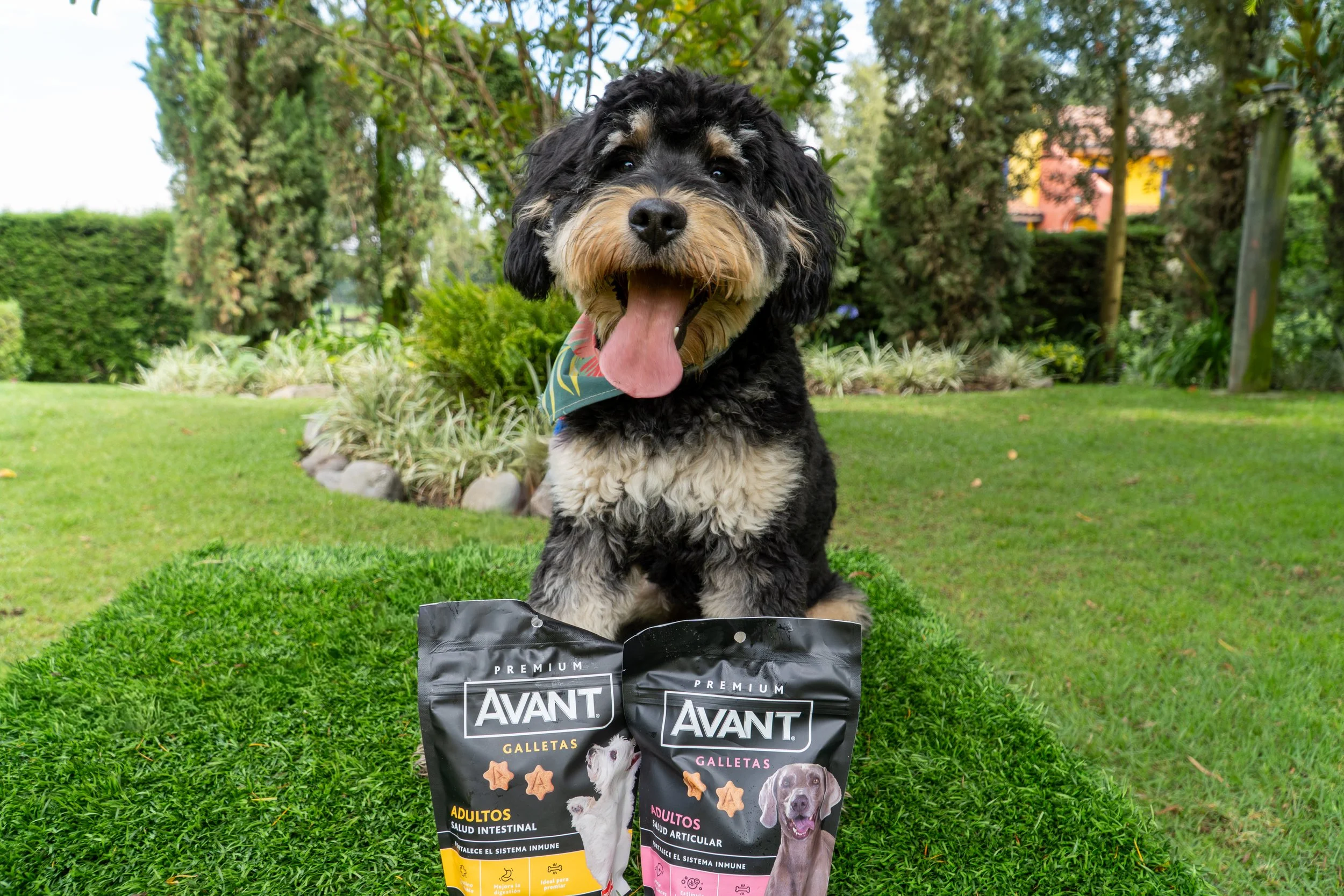 Un perro pastor alemán, joven, con pelaje negro y gris, con lengua fuera, usando bufanda con estampado de hojas, sentado en césped en un parque, con bolsas de galletas para perros Avant en primer plano.