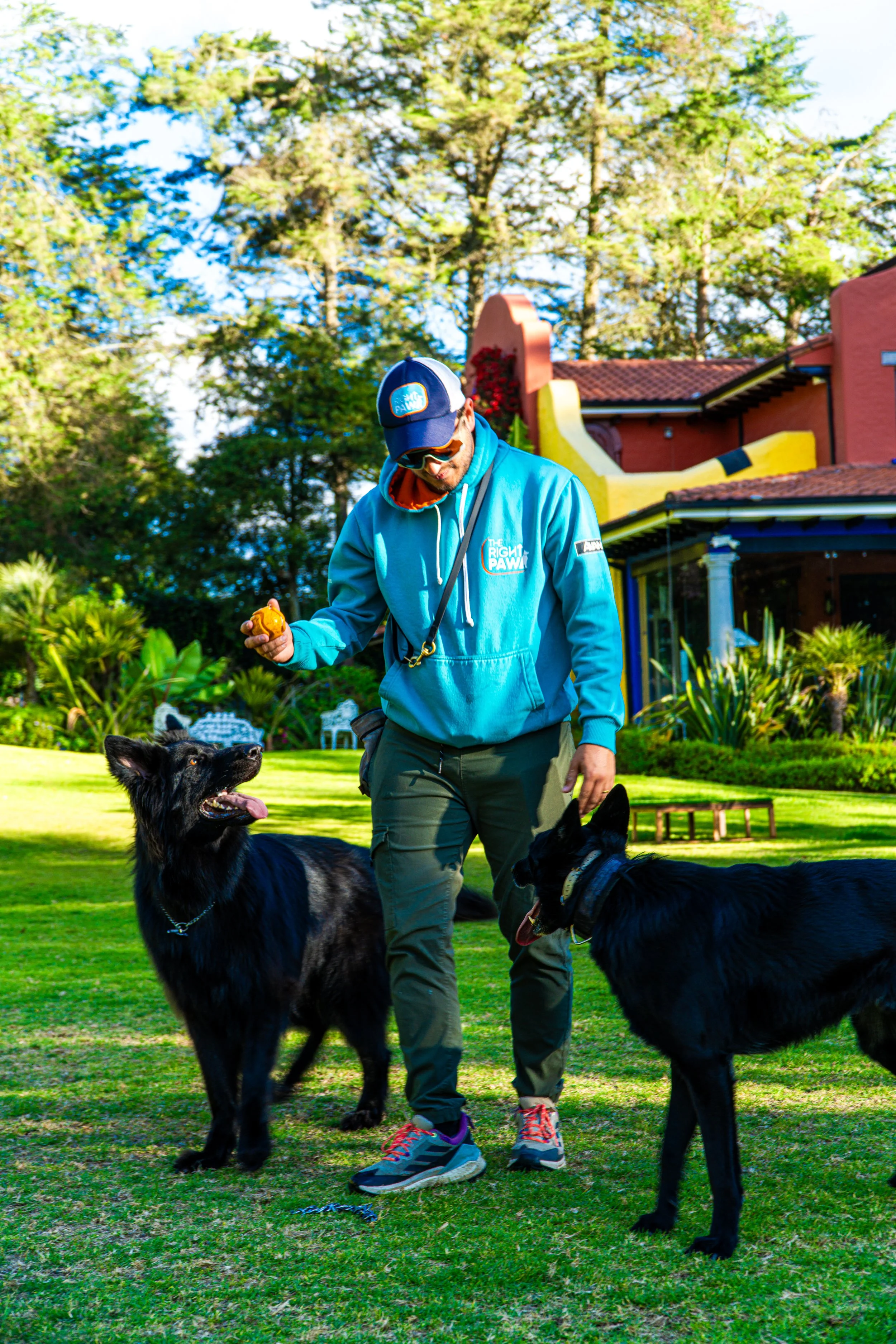 Persona caminando con dos perros grandes en un parque, rodeado de árboles y un edificio colorido en el fondo.