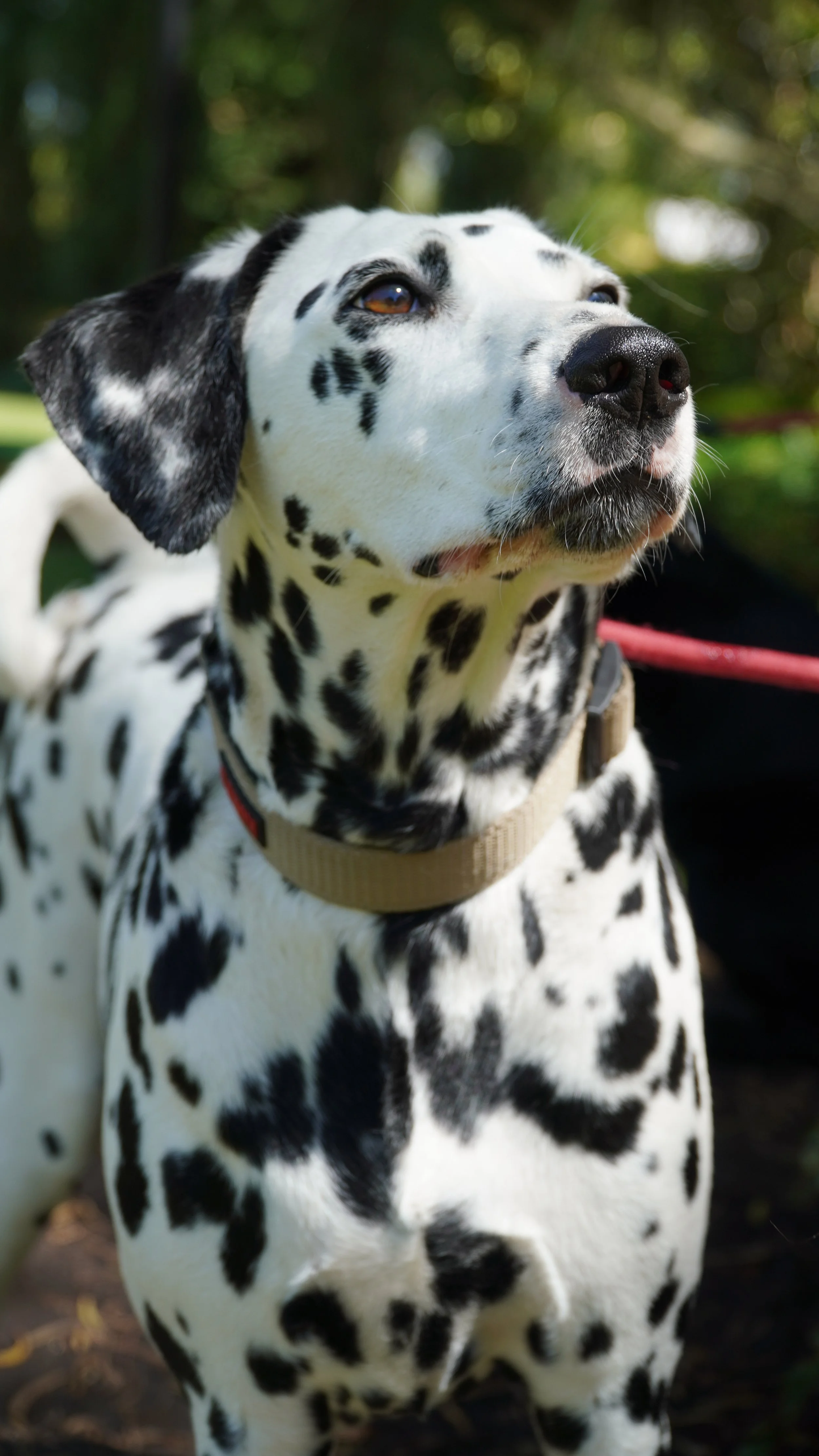 Perro Dalmatian de pelaje blanco con manchas negras, mirando hacia arriba con fondo de árboles y naturaleza.