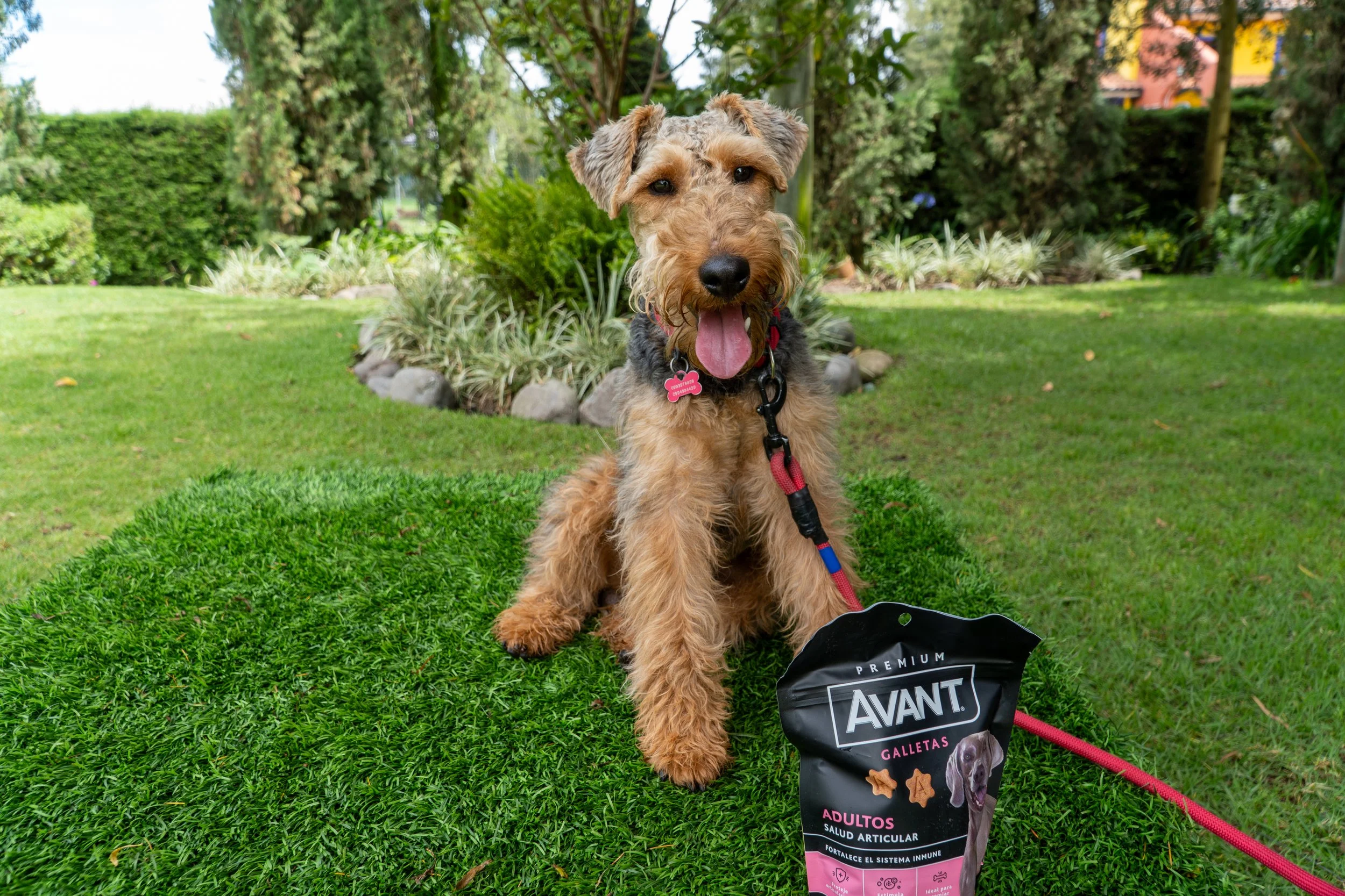 Perro de raza Airedale Terrier con collar y etiqueta, sentado en césped en un jardín, cerca de una bolsa de galletas para perros, que dice 'Avant Galletas Adultos'.
