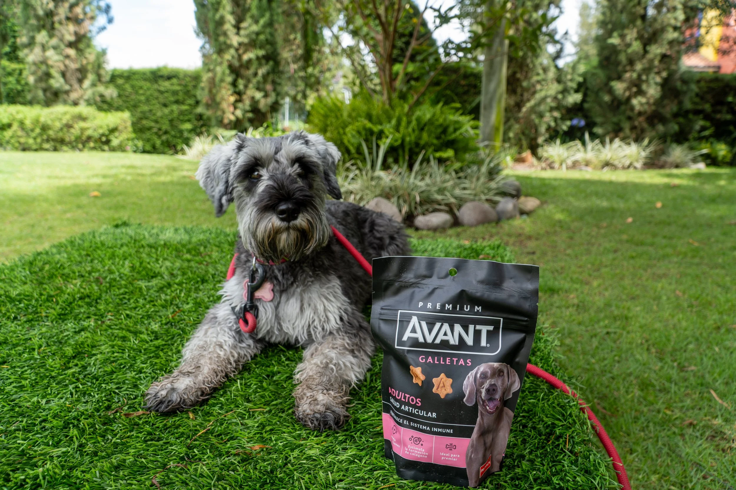 Perro de raza schnauzer acostado en el césped, con paquete de galletas para perros frente a él, en un jardín con árboles y arbustos.