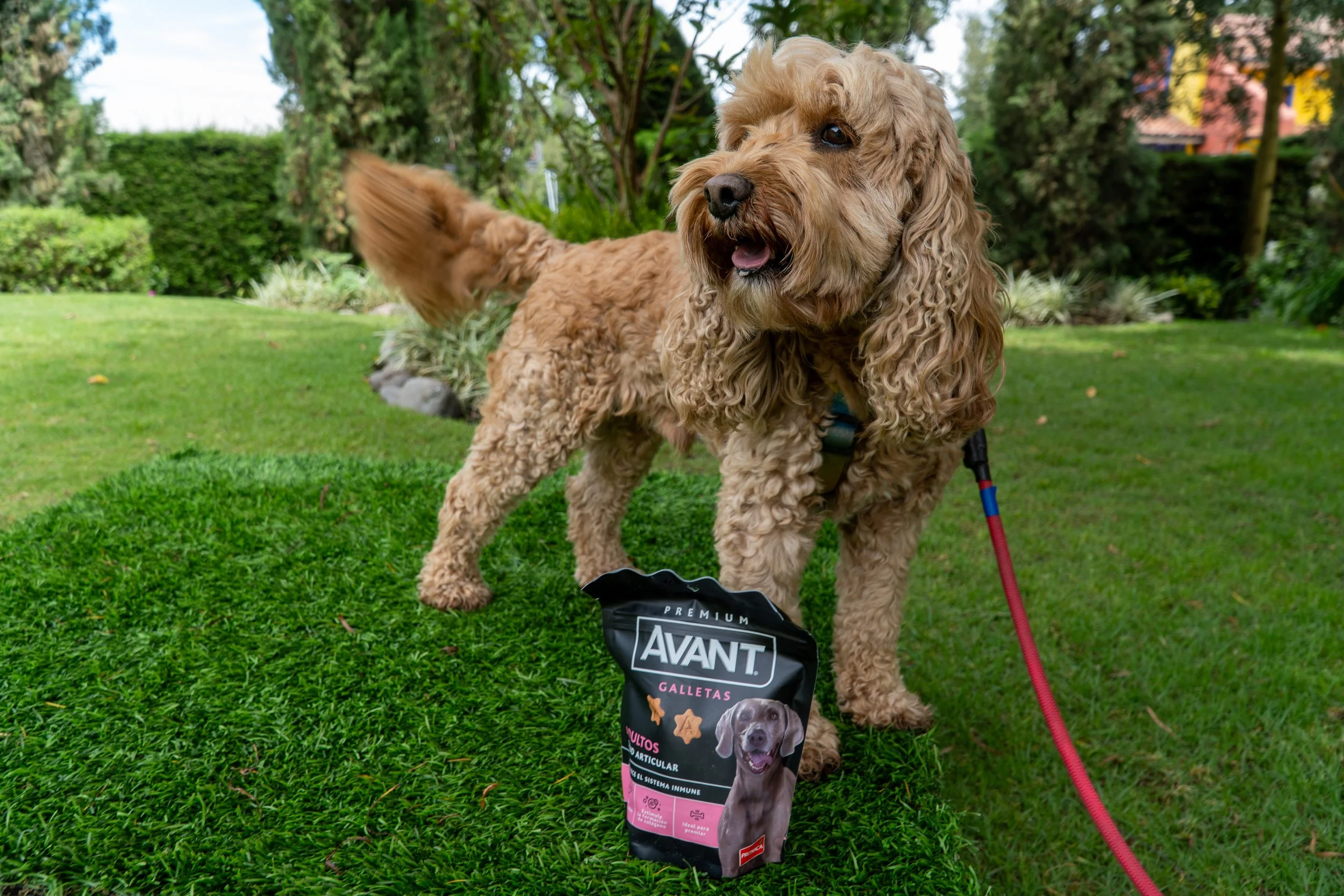 Perro de raza caniche con pelaje rizado de color marrón claro, en un jardín con césped y arbustos, cerca de una bolsa de galletas para perros.