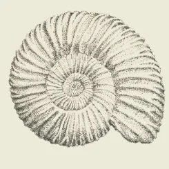 Caracol en forma de espiral en un dibujo