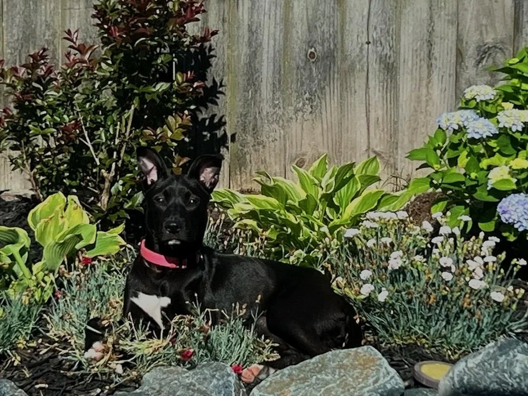 Black dog with a pink collar lying in a garden among green plants and flowers, with a wooden fence in the background.