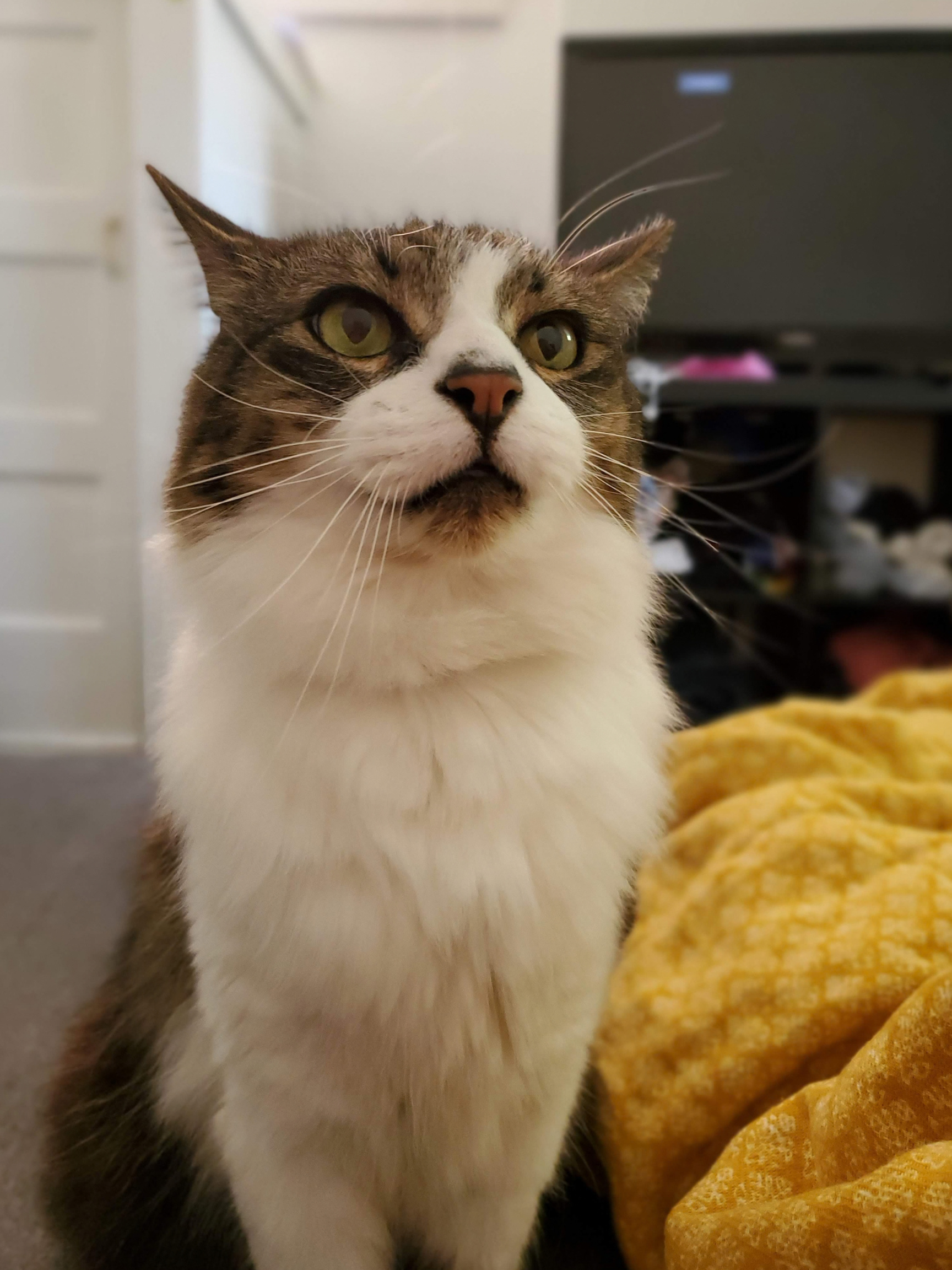 Close-up of a domestic short-haired tabby and white cat with yellow-green eyes, sitting near a yellow blanket, with a blurred background of furniture.