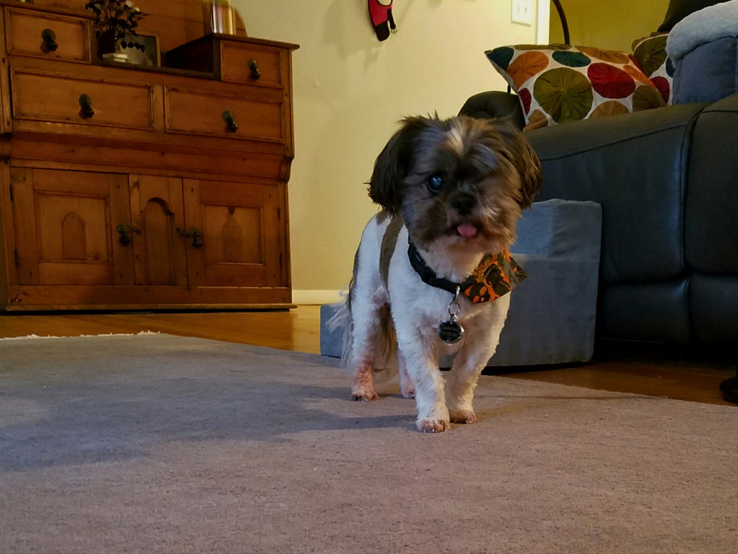 A small dog with brown, black, and white fur standing on a beige carpet in a living room. The dog is wearing a Halloween-themed bandana and a collar with a tag. In the background, there is a wooden cabinet and a gray sofa with colorful patterned pillows.