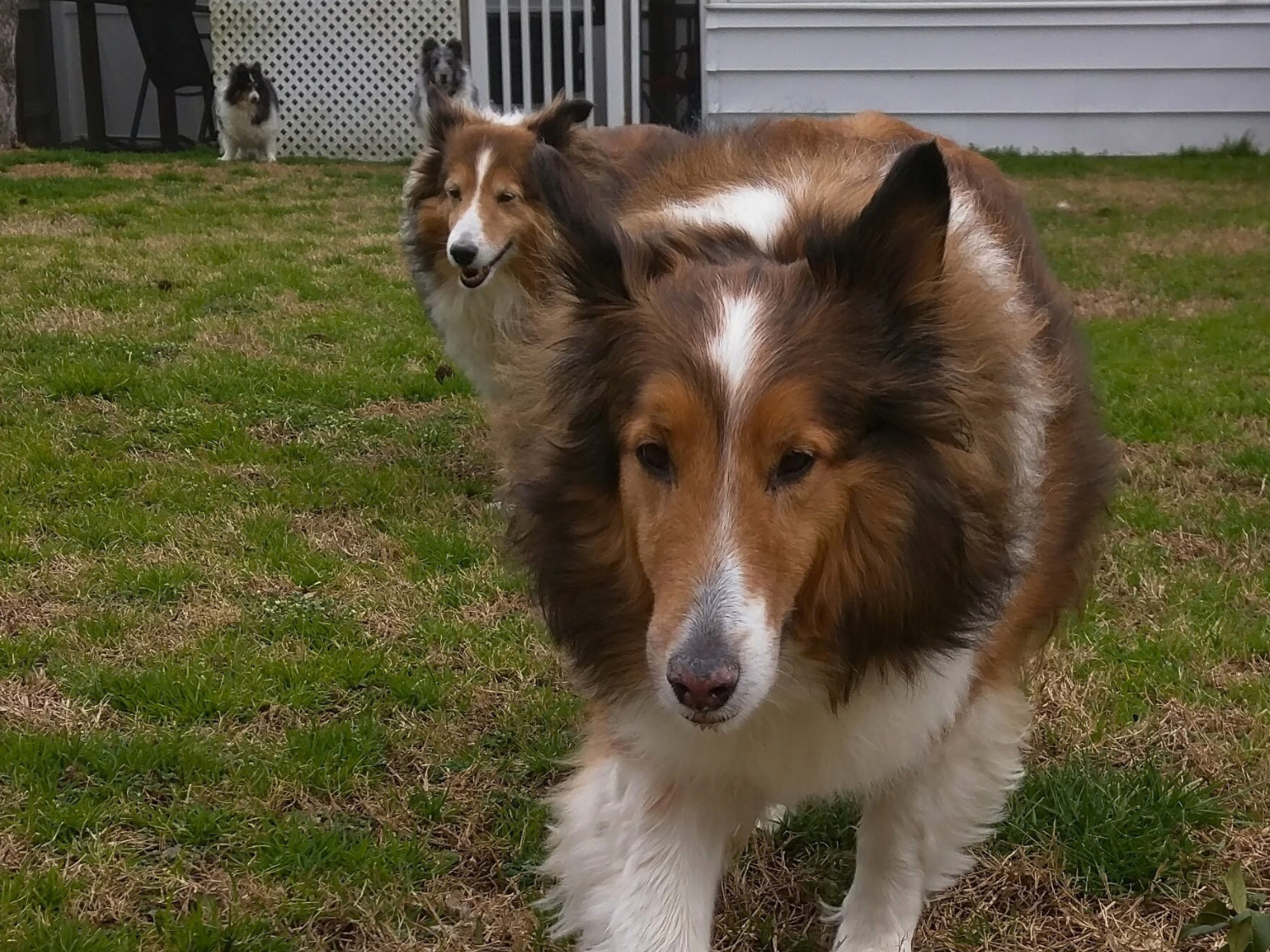 Three dogs on a grassy yard near a house, with the closest dog being a brown and white Collie, and two smaller black and white dogs in the background near a white lattice fence.