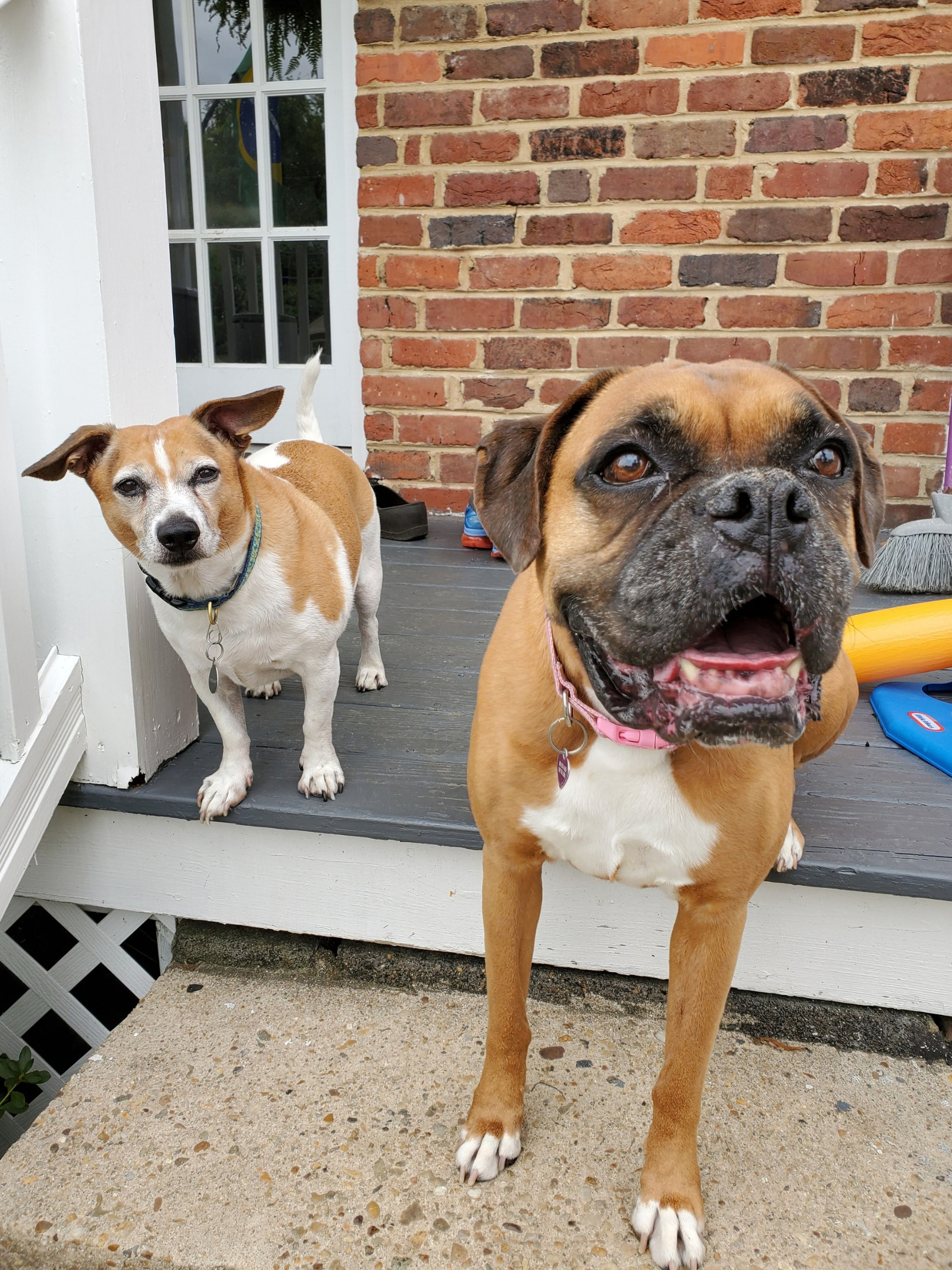 Two dogs standing on a porch in front of a brick wall, with a white door and various objects like shoes and a broom visible in the background.