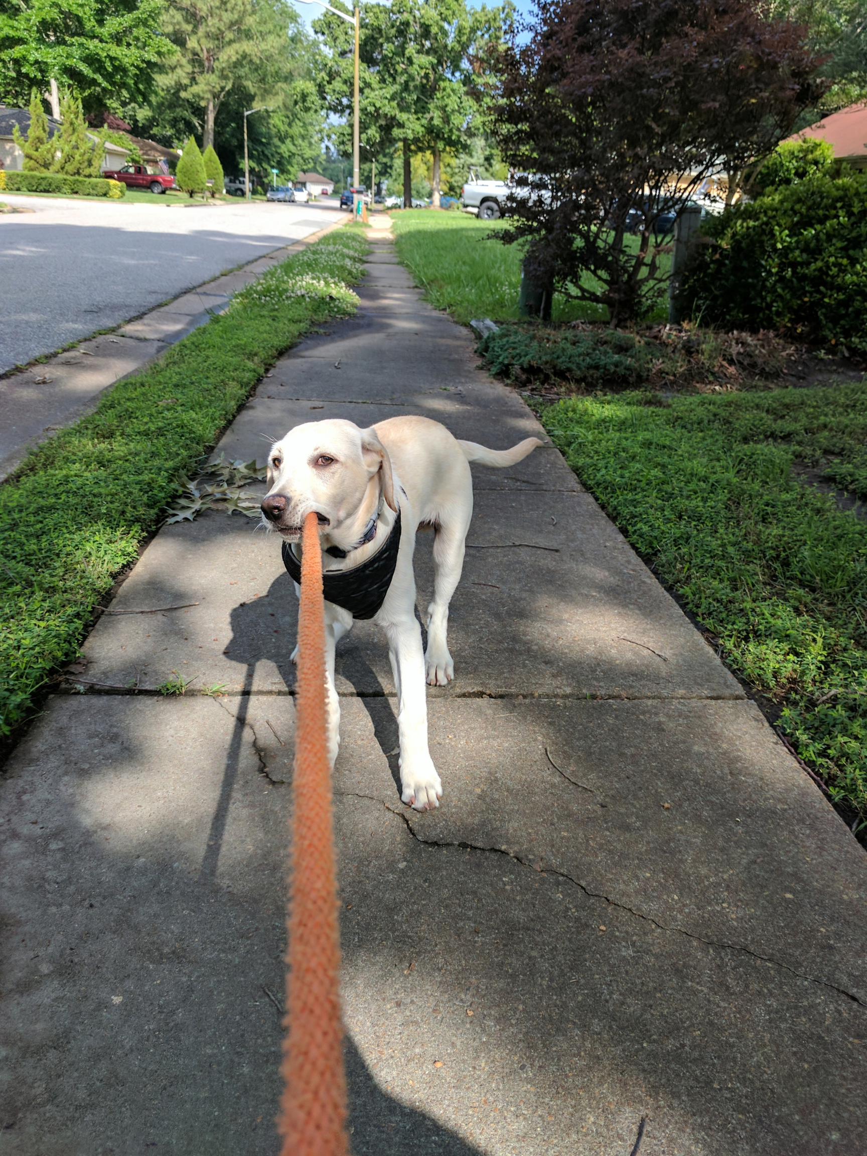 A light-colored dog on a sidewalk, holding a leash in its mouth, with houses, trees, and parked cars visible in the background.