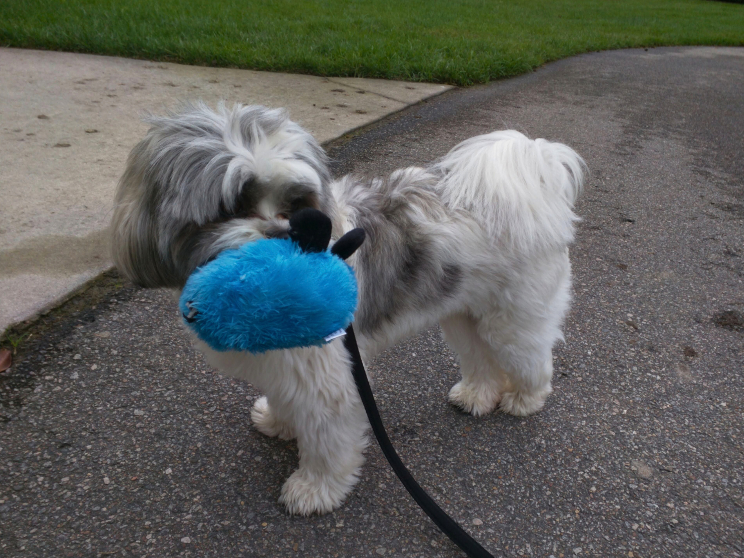 Small fluffy dog holding a blue plush toy in its mouth on a walk outdoors.