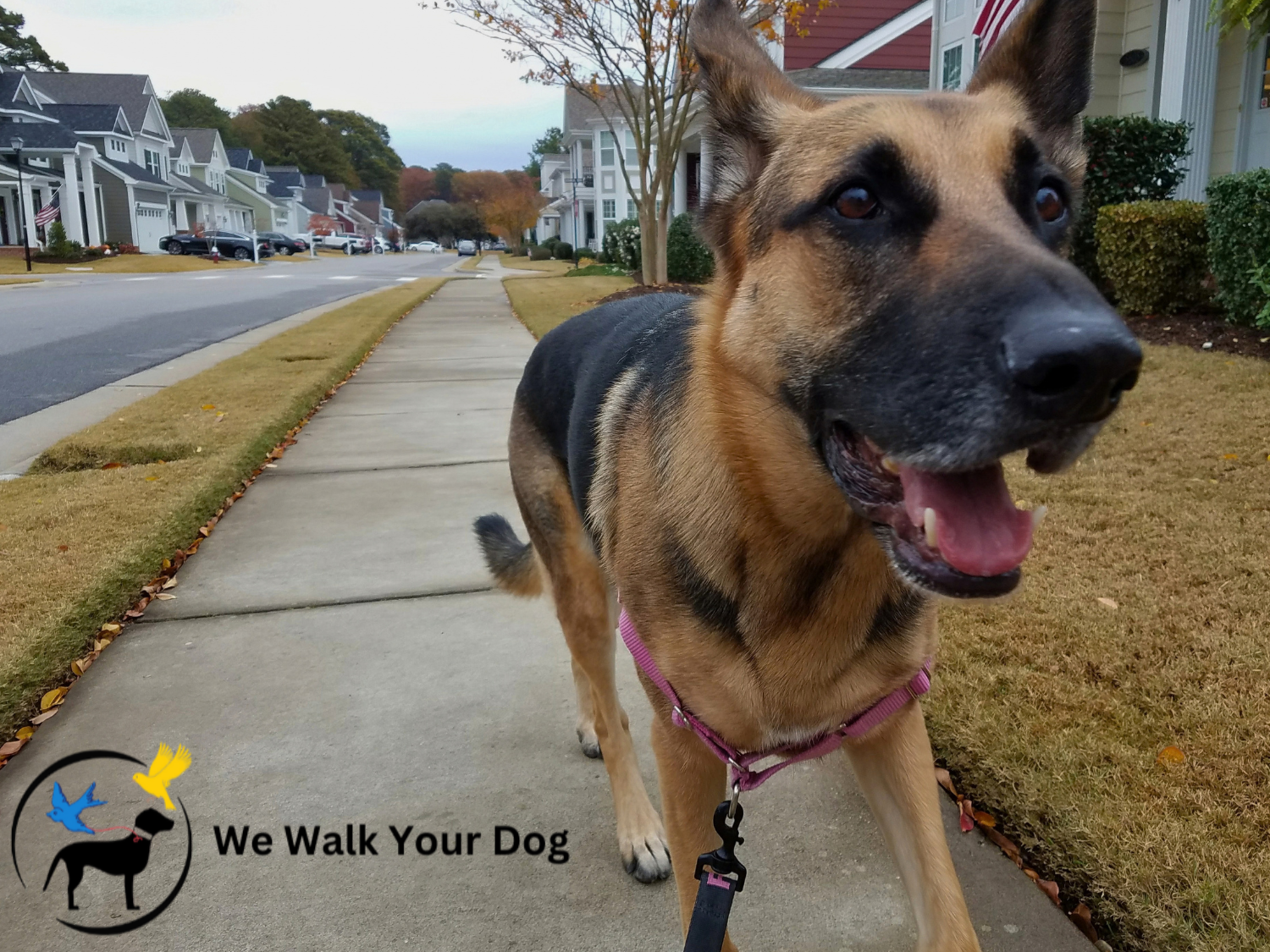 A happy German Shepherd dog walking on a neighborhood sidewalk with houses and trees in the background. The dog is wearing a pink harness and is smiling with its mouth open.