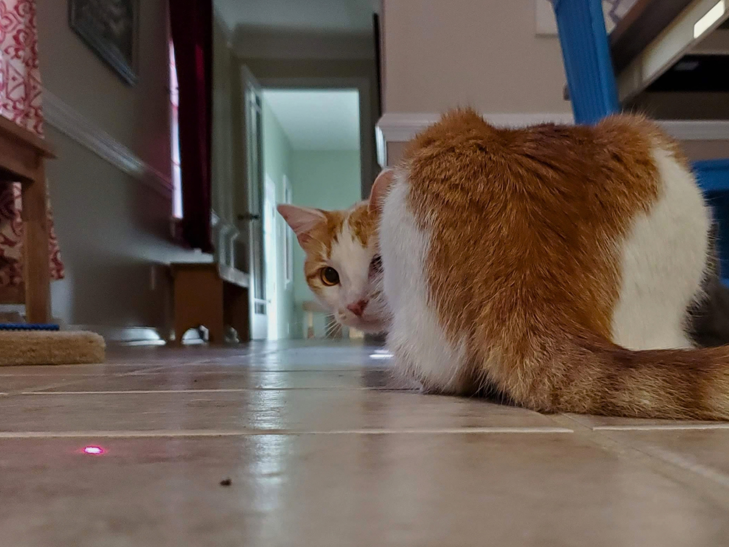 An orange and white cat lying on a tiled floor, looking towards the camera with one eye visible, with a blue ladder and furniture in the background.