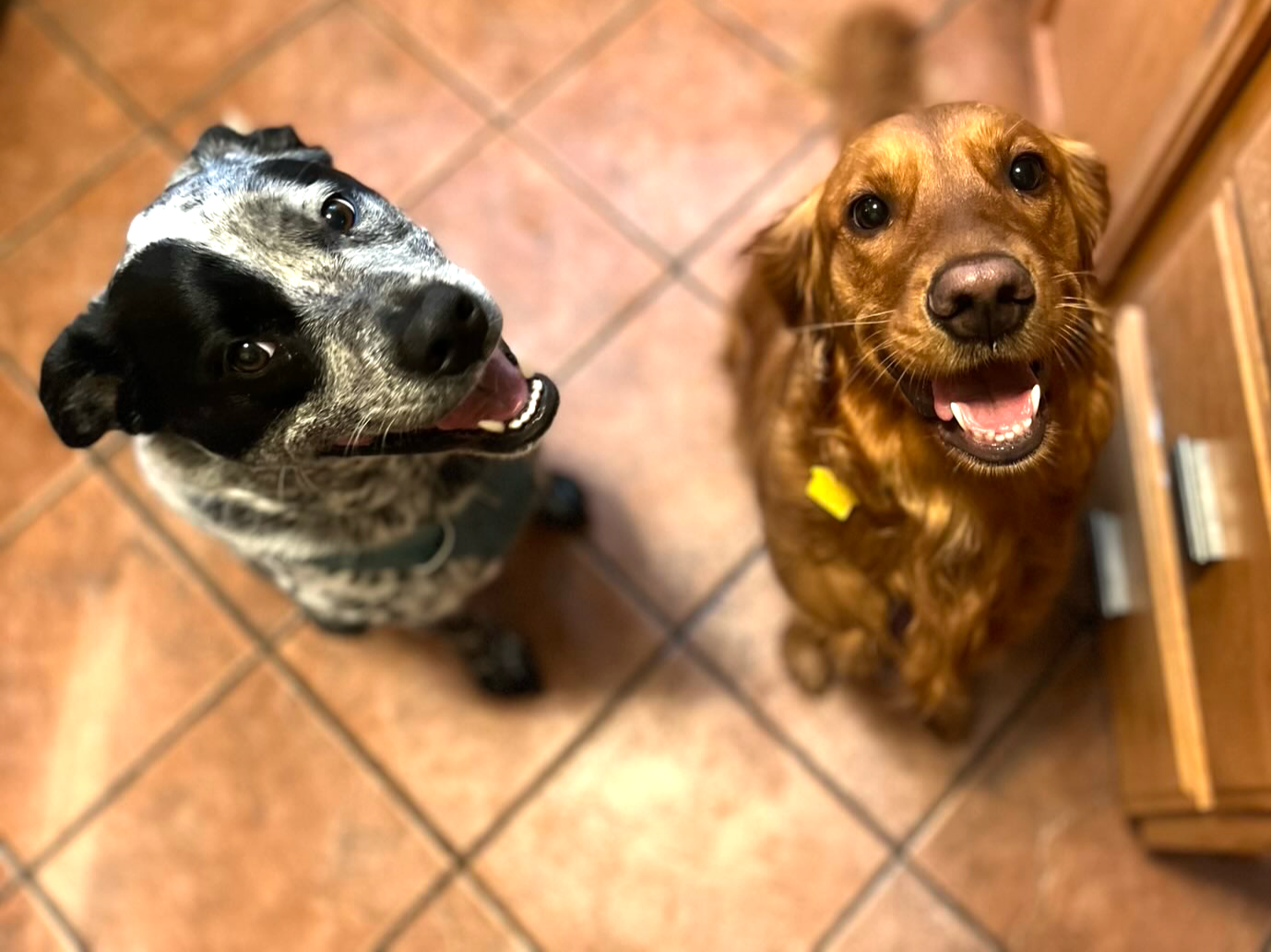 Mid-day pet visits or walks