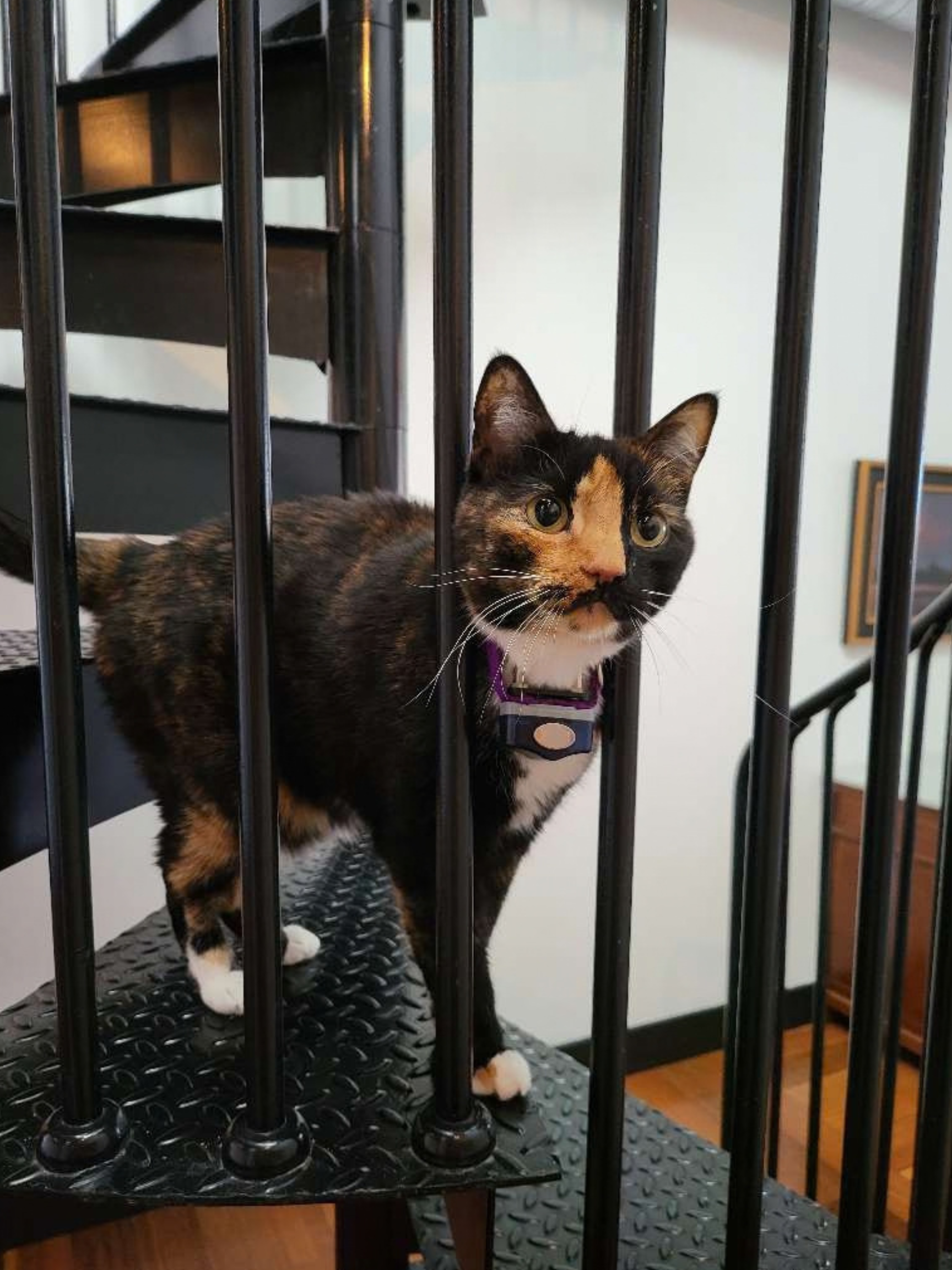 A calico cat with black, orange, and white fur standing behind black metal bars on a staircase. The cat is looking to the right with wide eyes.