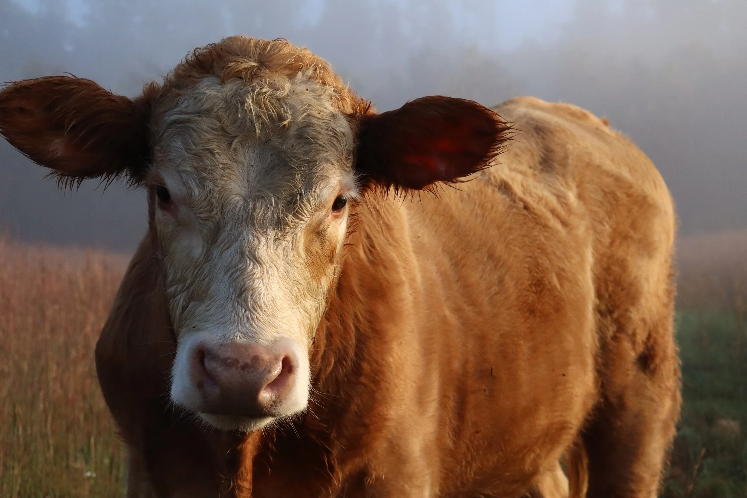 Close Up Portrait of Brown Hereford Cow in Foggy Pasture Morning Light.jpg