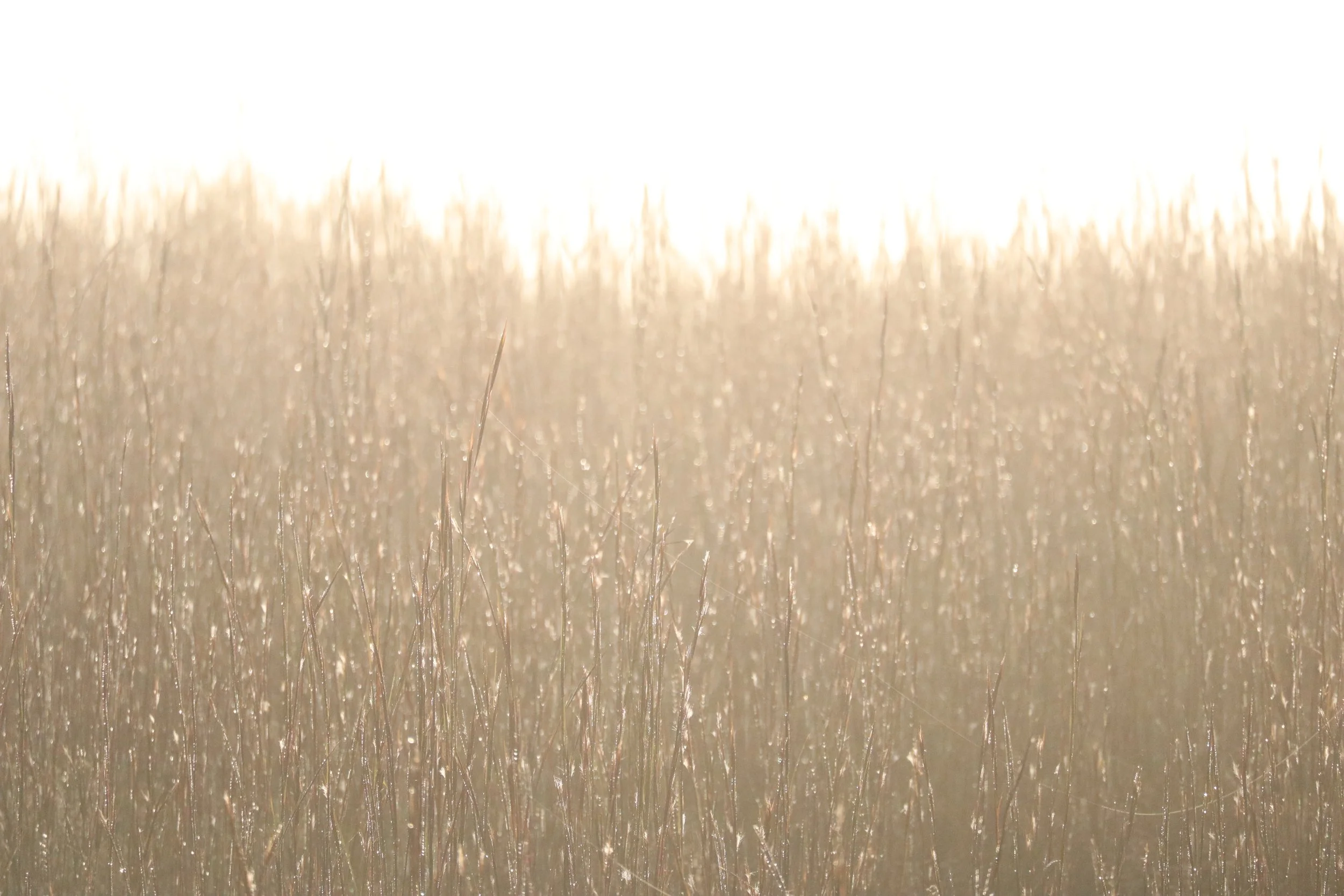 Golden Grass Field Backlit Morning Sunlight Dewdrops Nature Abstract Background.jpg
