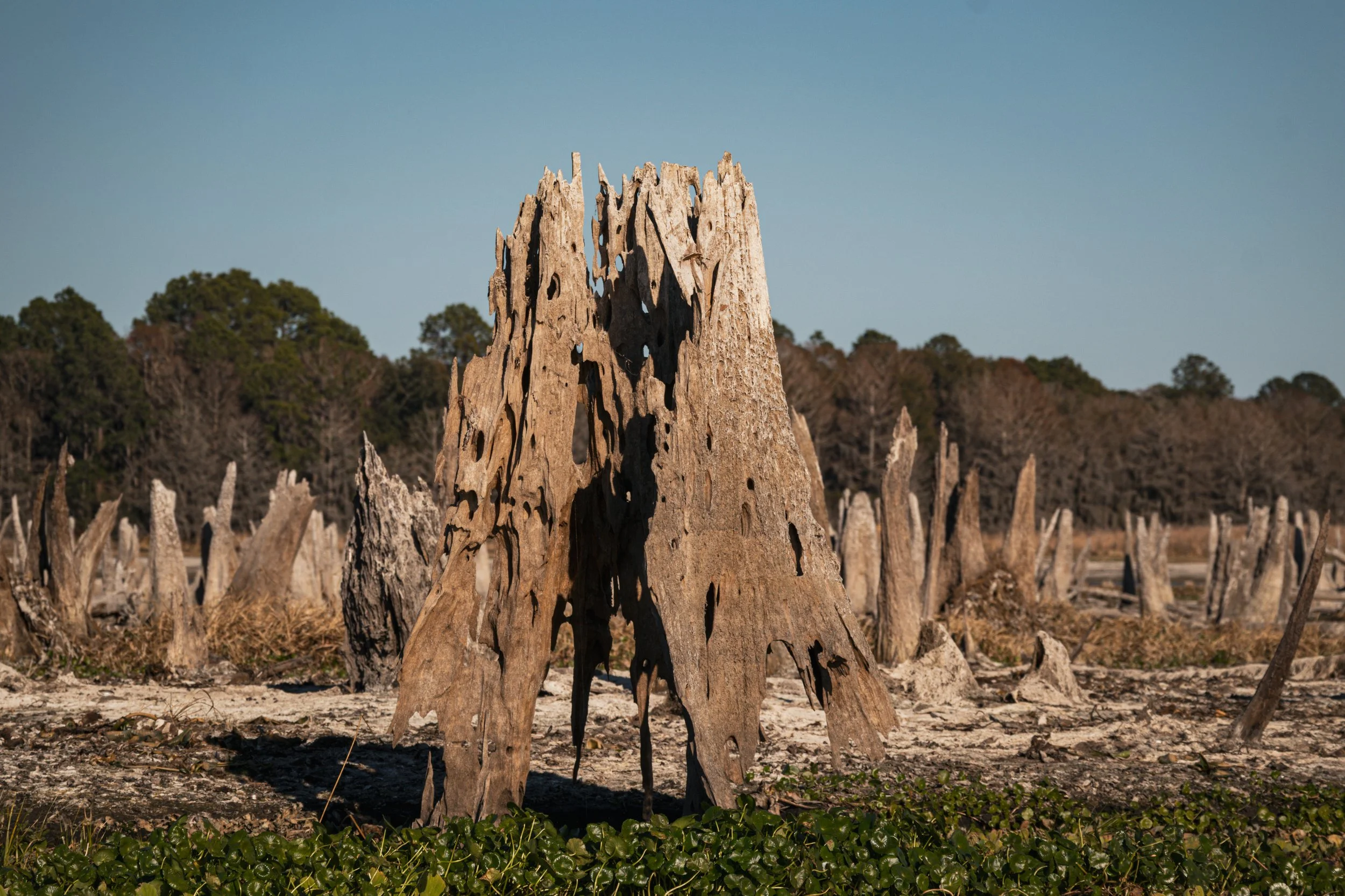 2 Ocklawaha_Cypress_Stump_Close.jpg