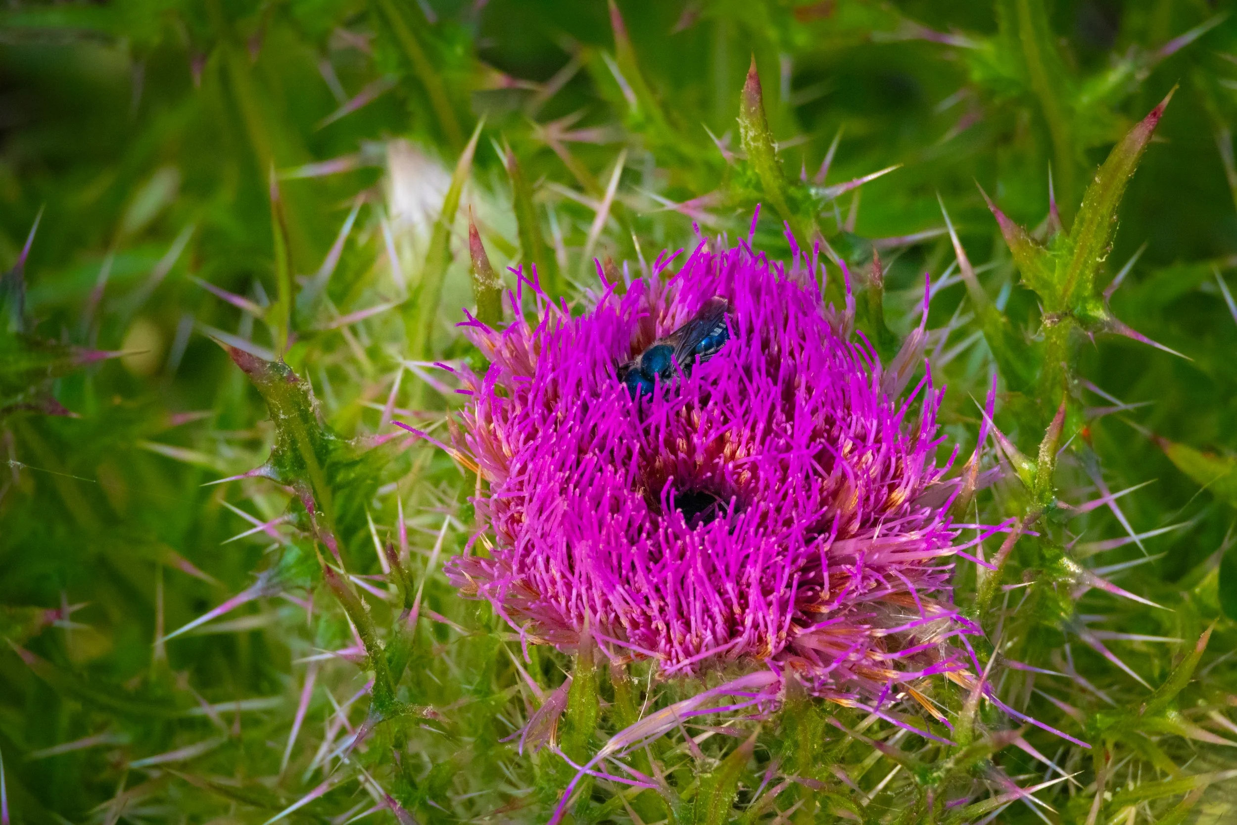 Metallic Blue Insect on Purple Thistle Wildflower Nature Close Up.jpg