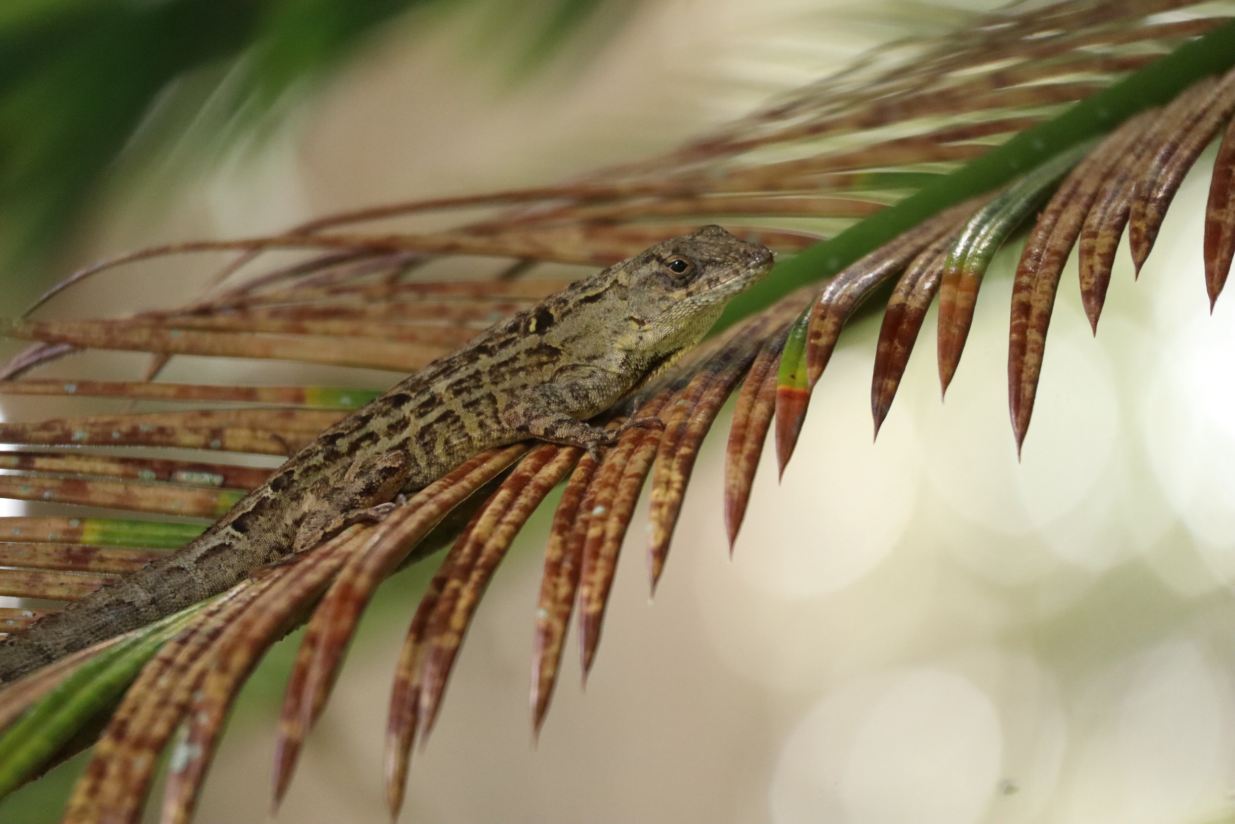 Brown Anole Lizard Camouflaged on Palm Frond Florida Wildlife Nature Close Up.jpg