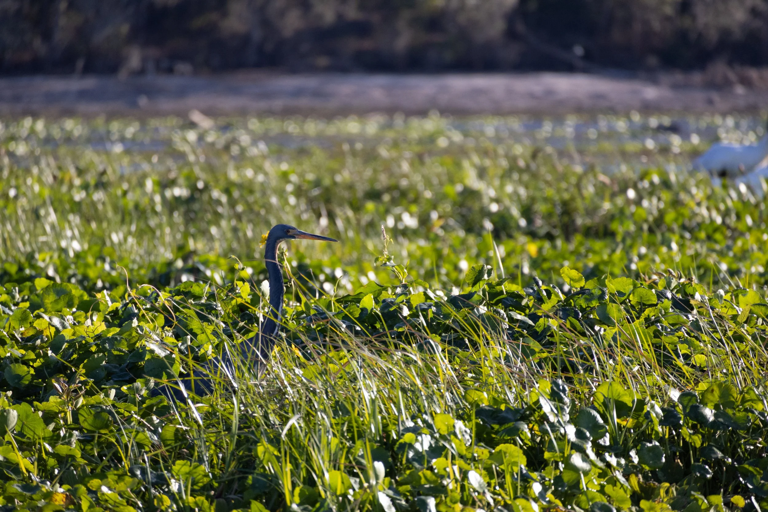 3 Ocklawaha_Heron_New_Growth.jpg
