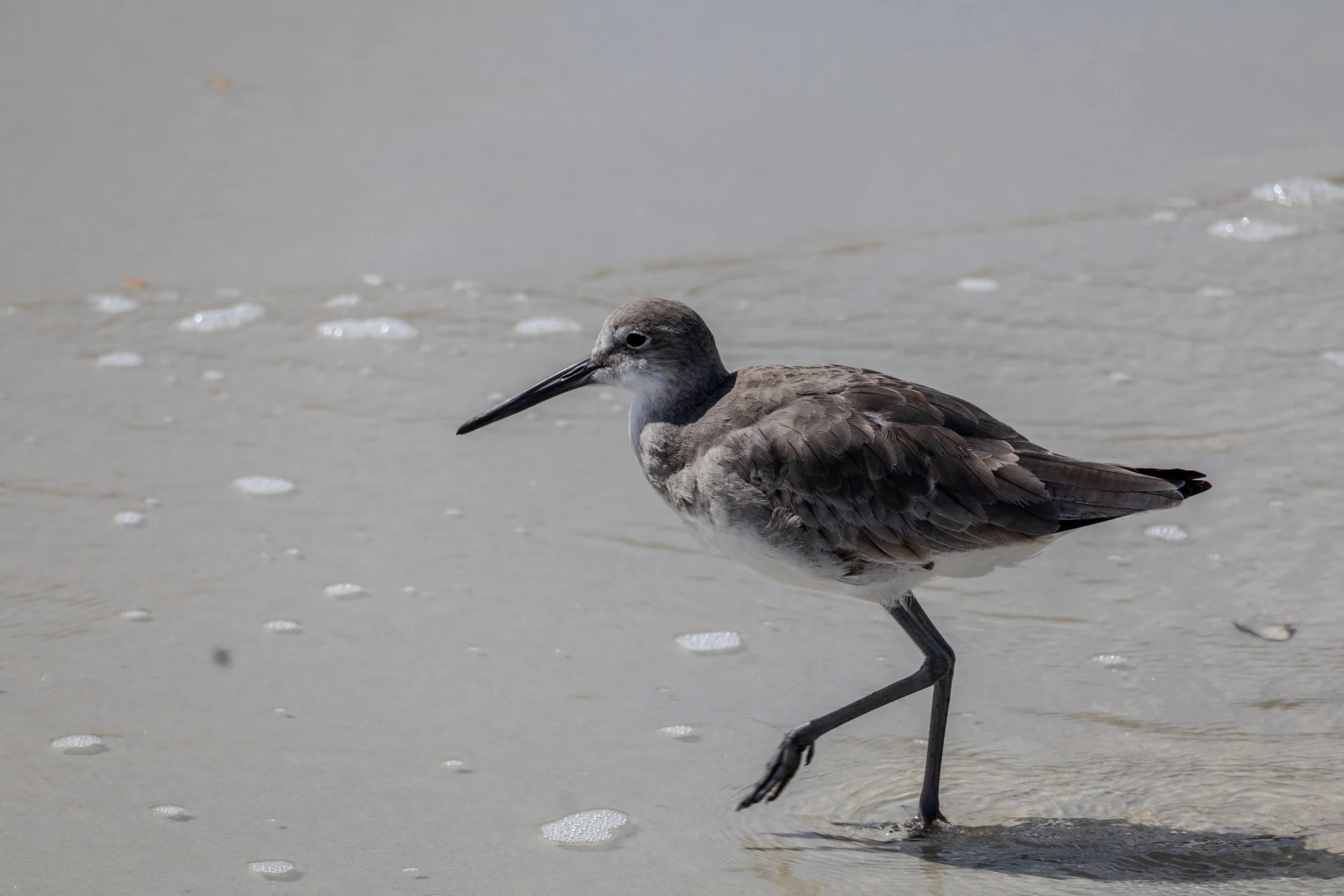 Willet Sandpiper Walking on Florida Beach Shoreline Wildlife.jpg