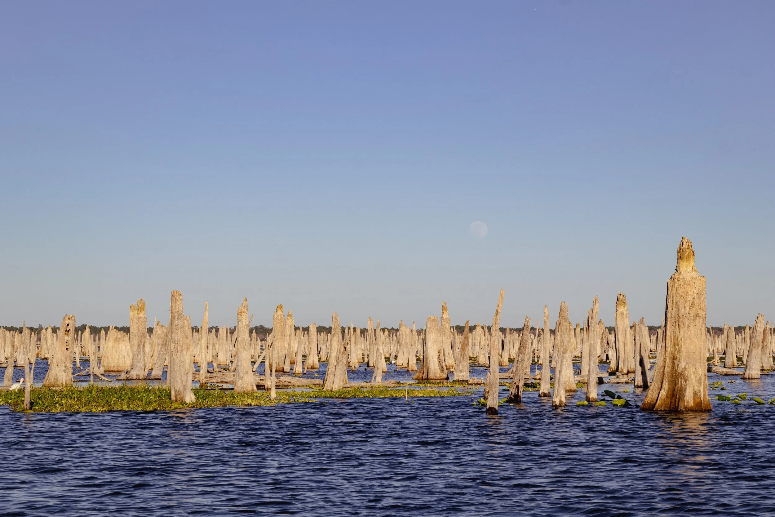 1 Ocklawaha_River_Cypress_Stumps_Wide.jpg