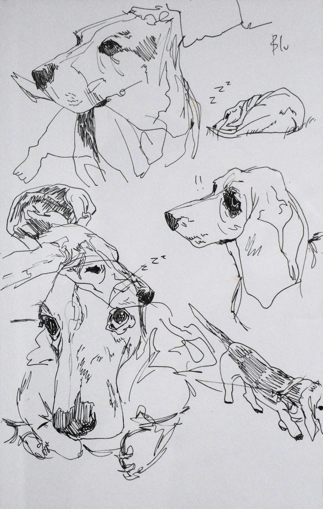 blu sketch (edited) 150dpi.jpg