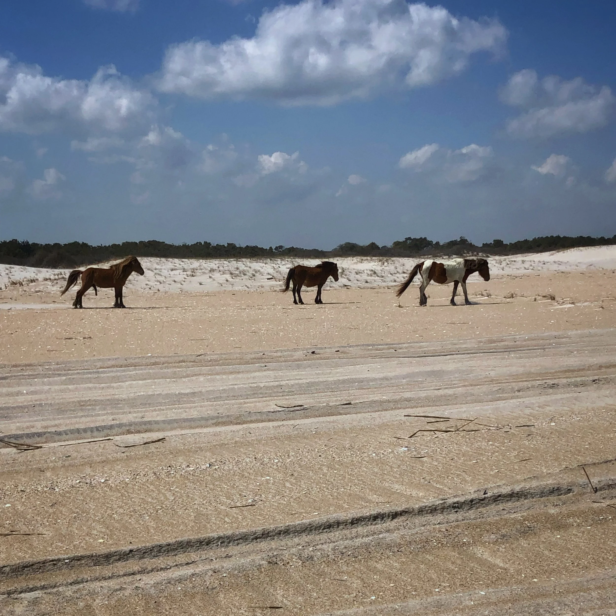 Ocean City, Maryland: Wild Horses, Boardwalks, and Nearby Beach Towns