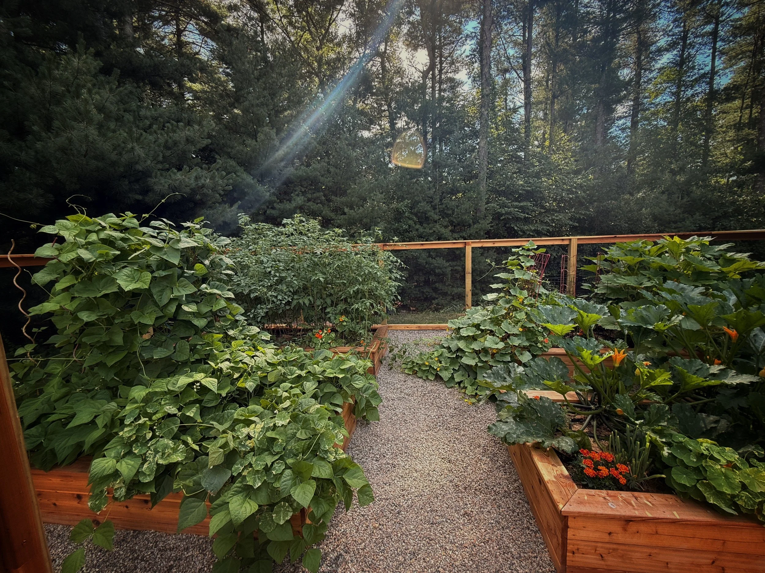 Vegetable Garden, South Shore, MA