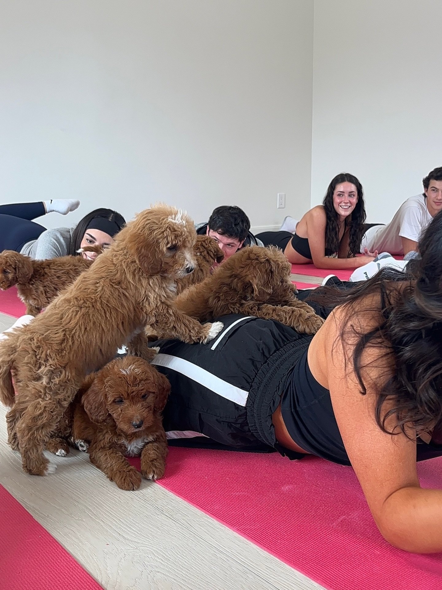 Personal space does not exist with these pups 🫠🥹🐶 

BOOK WITH THE LINK IN OUR IG BIO 💗

#puppylove #puppylife #puppyyoga #utahcounty #utah