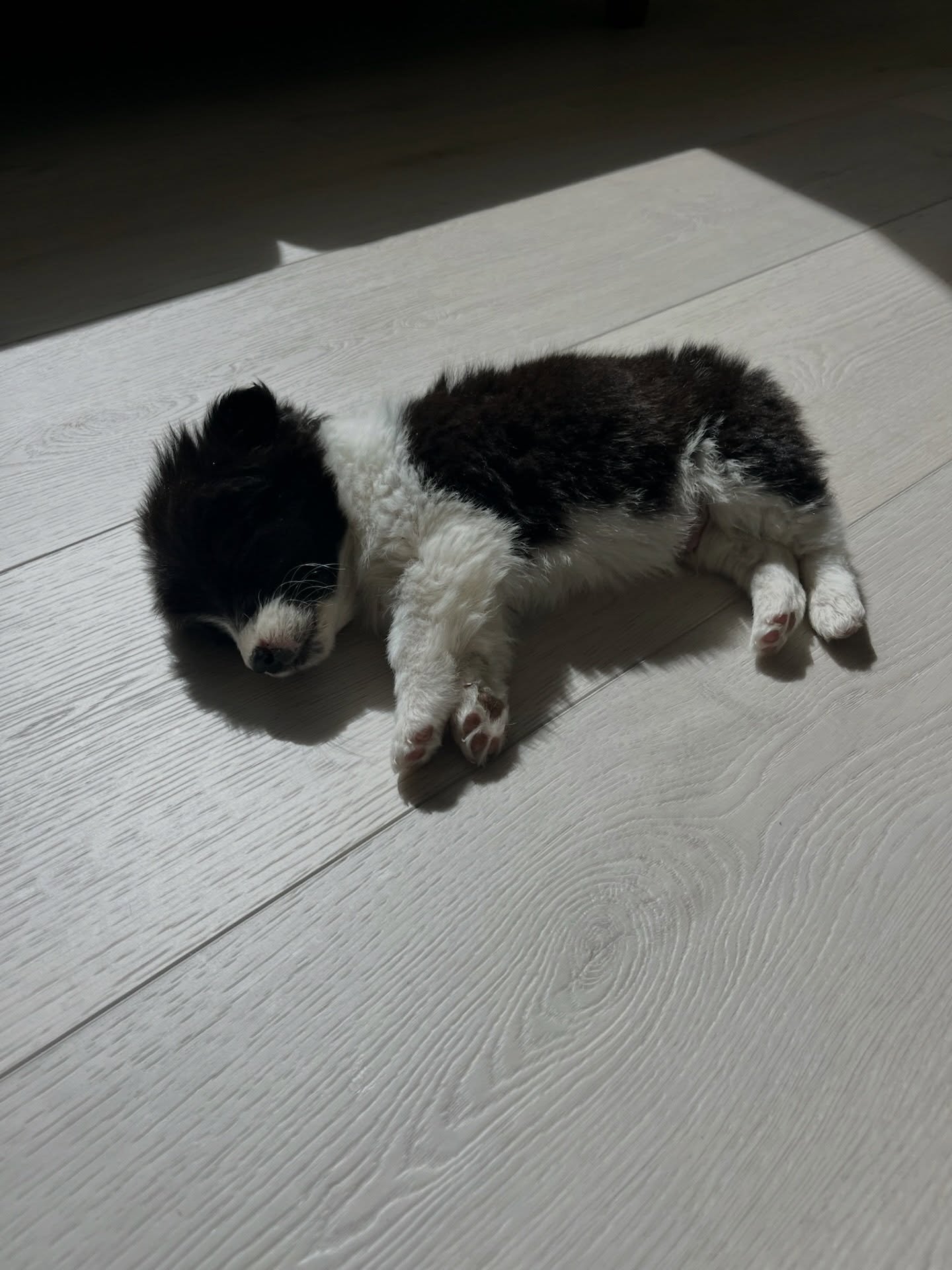 POV this could be your camera roll if you book a puppy yoga class 

#pov #yoga #utah #puppyyoga