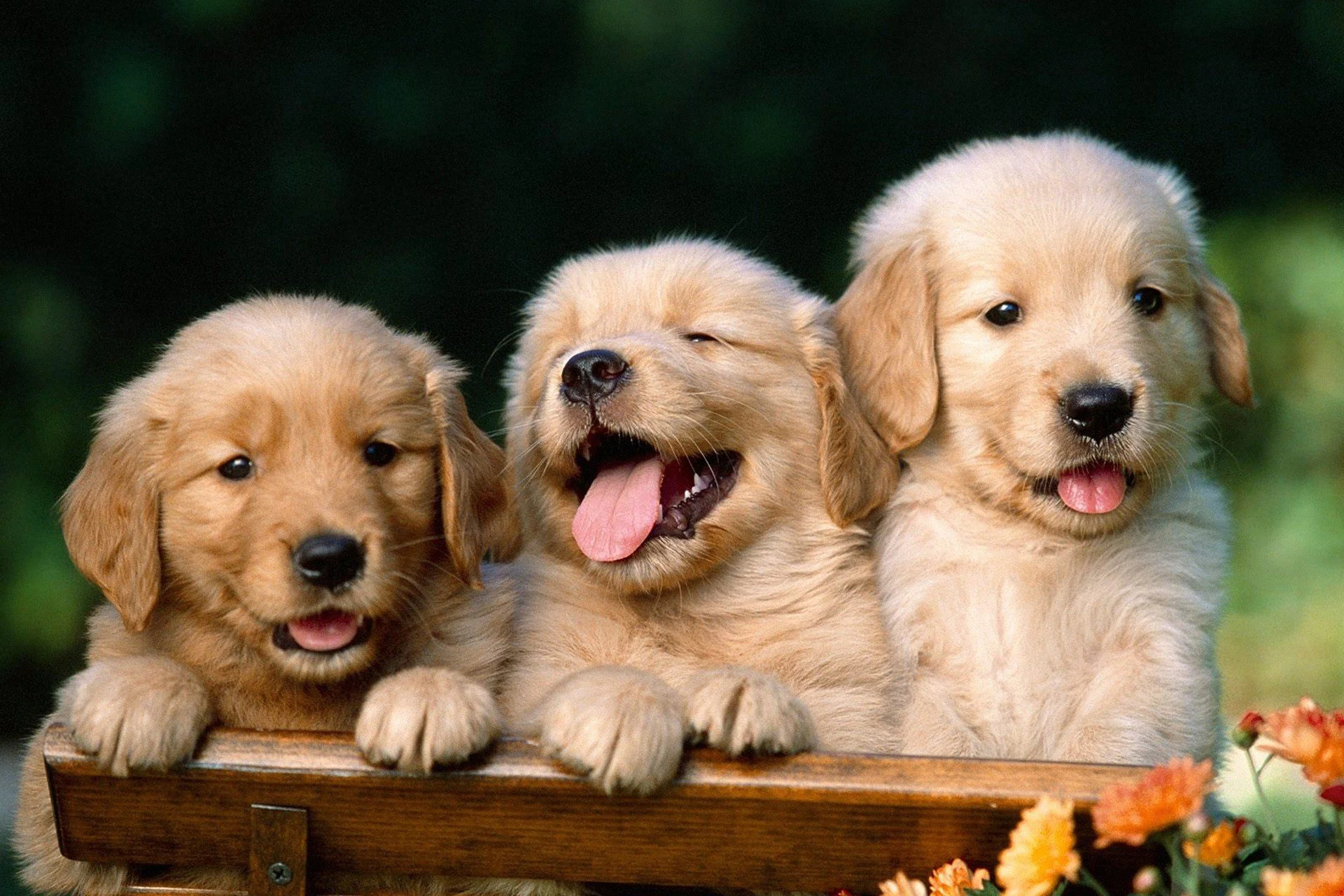 868430-download-free-cute-puppies-wallpaper-hd-1920x1280-free-download.jpg