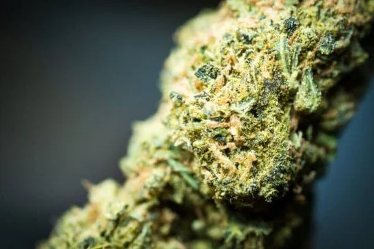 What is THCa? A Beginner’s Guide to Cloudline Bliss