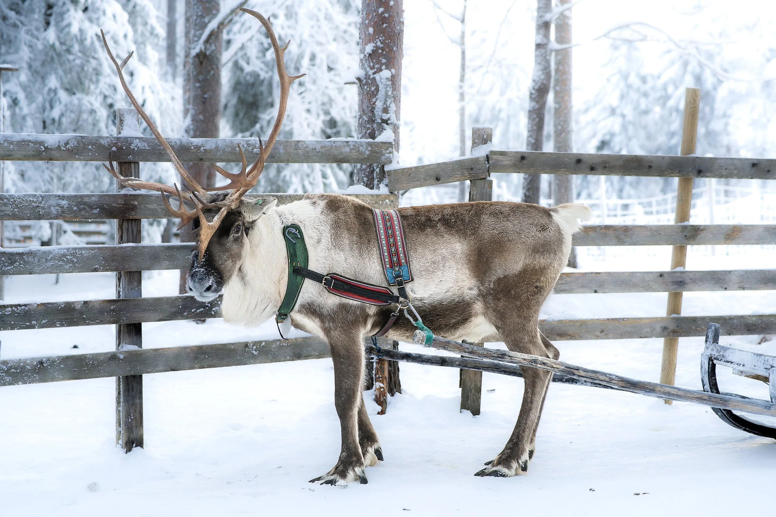 Proposal Lapland Reindeer