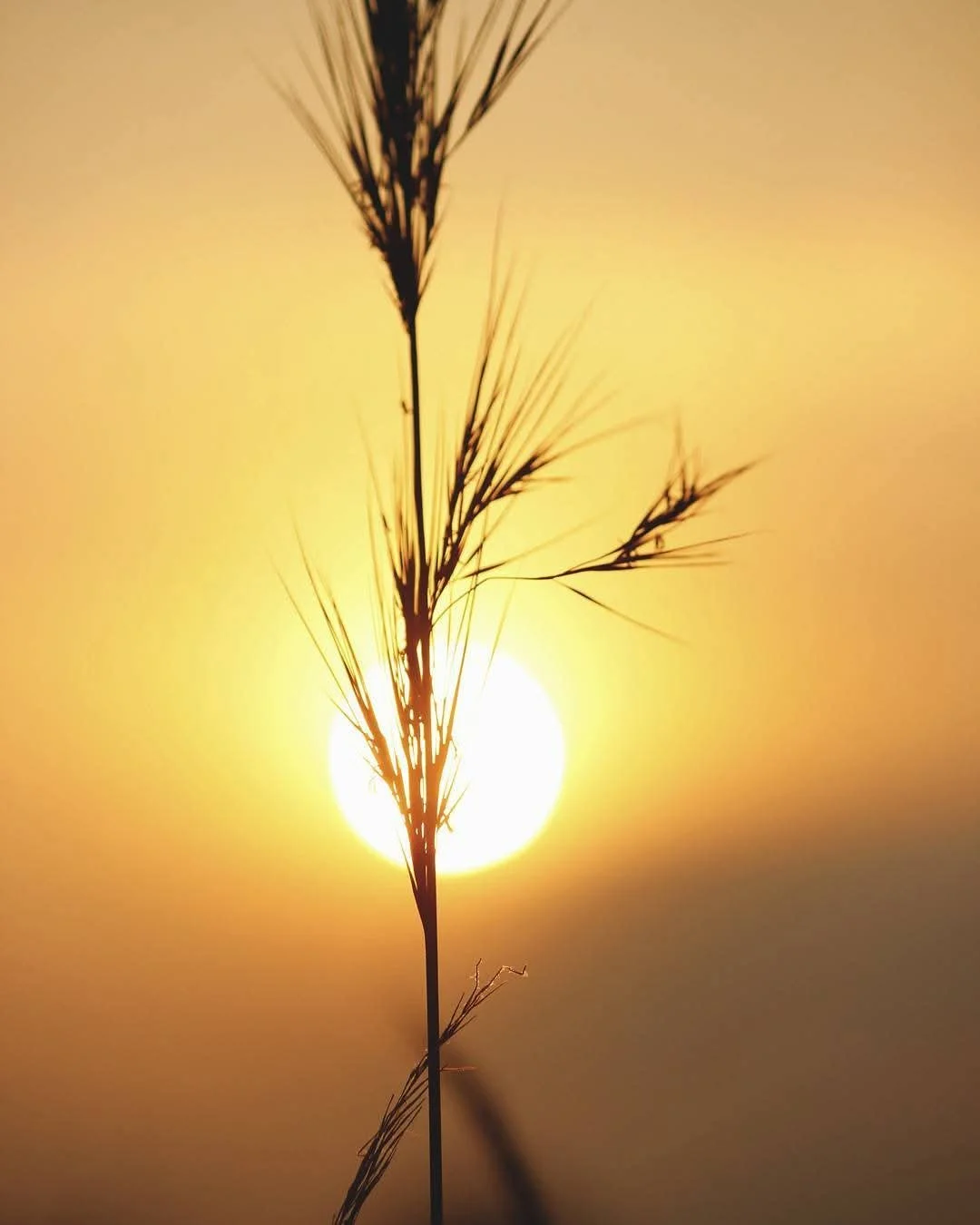 Silhouette of a tall grass stalk with the sun setting in the background, creating a warm glow.