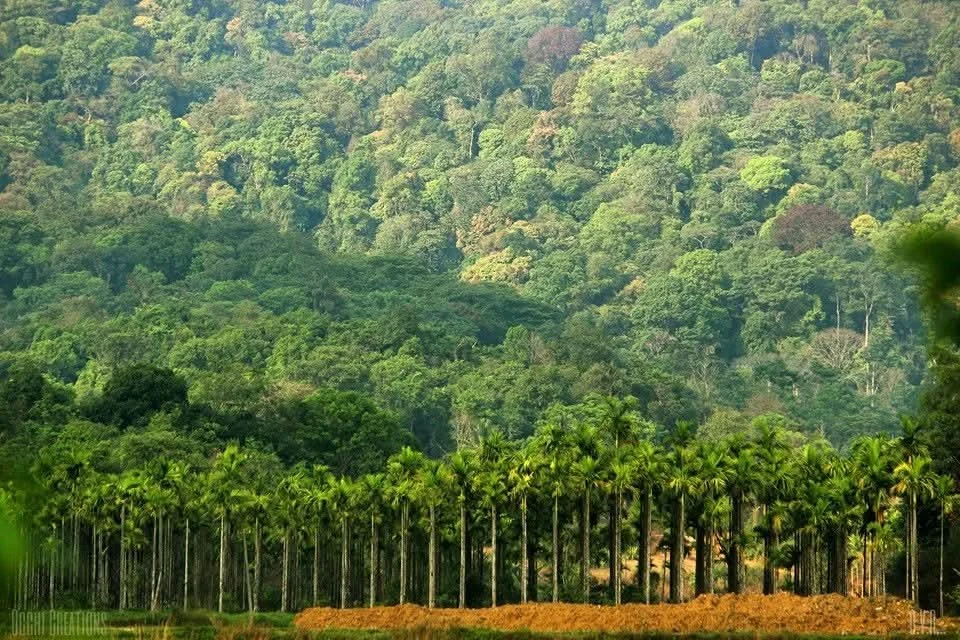 Lush green forest with tall palm trees in the foreground, covering a hillside in the background.