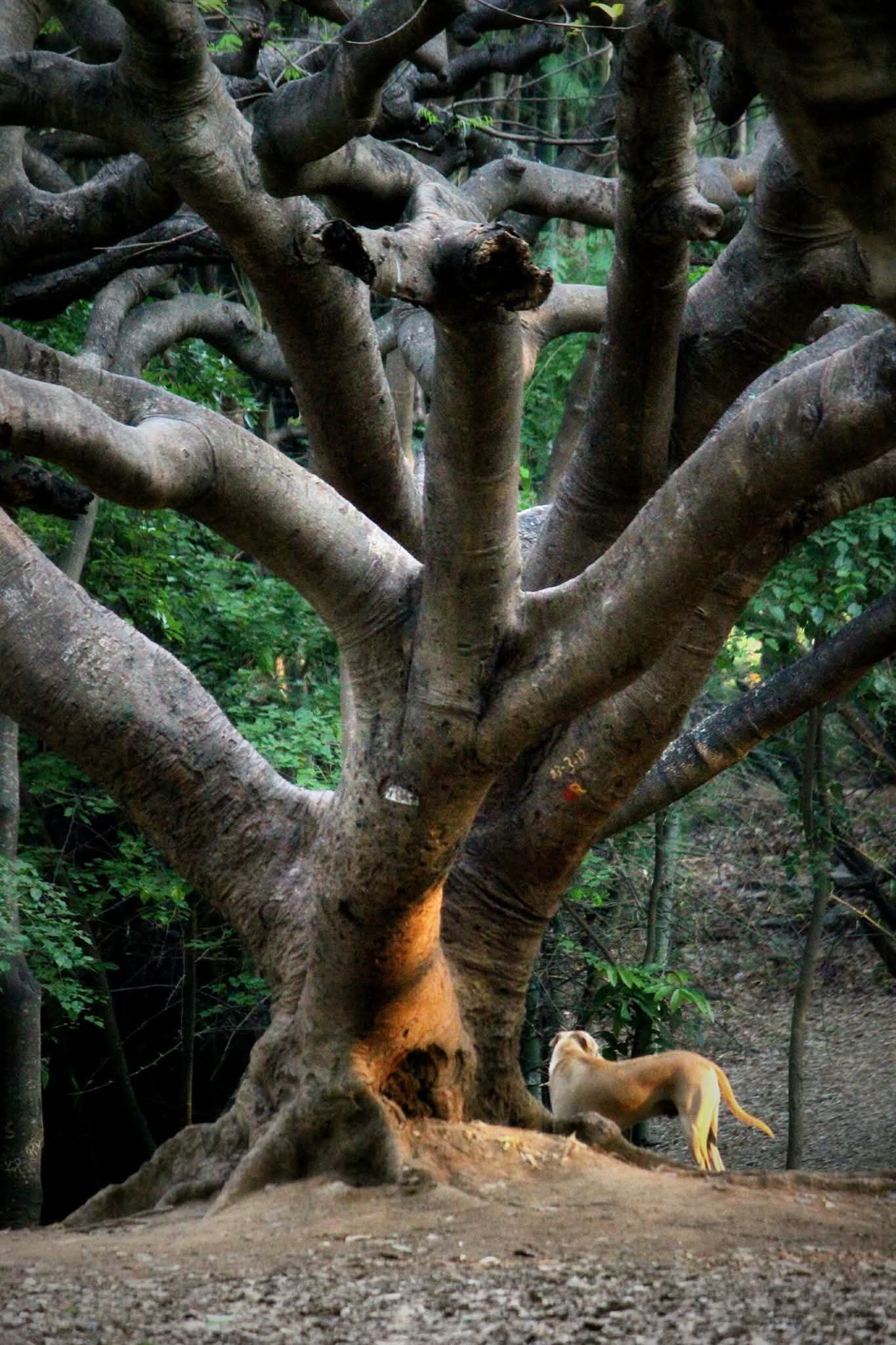 A large tree with multiple twisting branches and a lion standing near its base, in a forest setting.