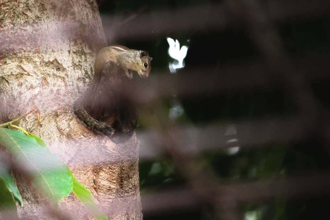 A squirrel peeking out of a hole in a tree trunk.