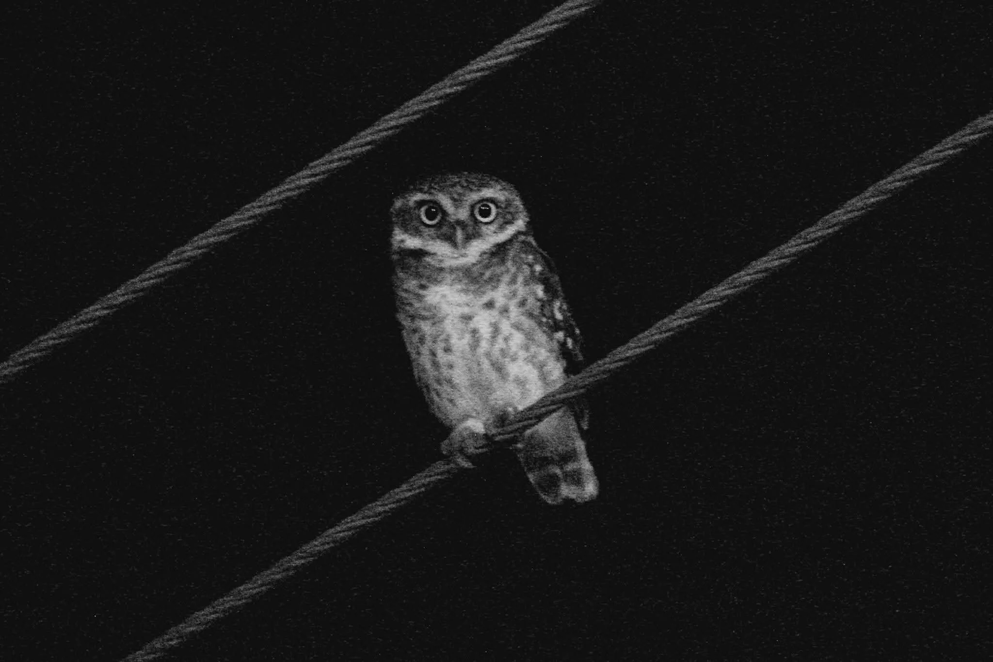 Black and white photo of an owl perched on a wire at night, with a dark sky in the background.
