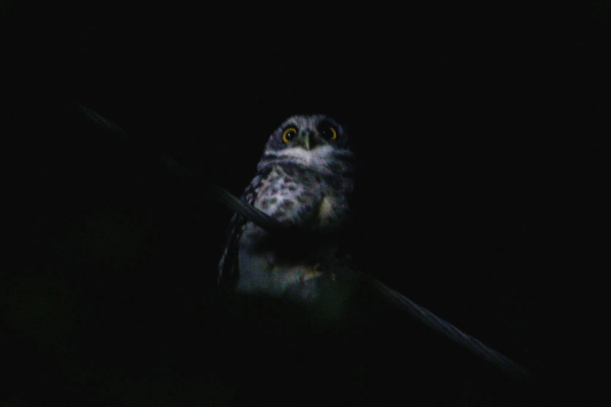 A small owl perched on a branch in a dark setting, with its yellow eyes looking directly at the camera.
