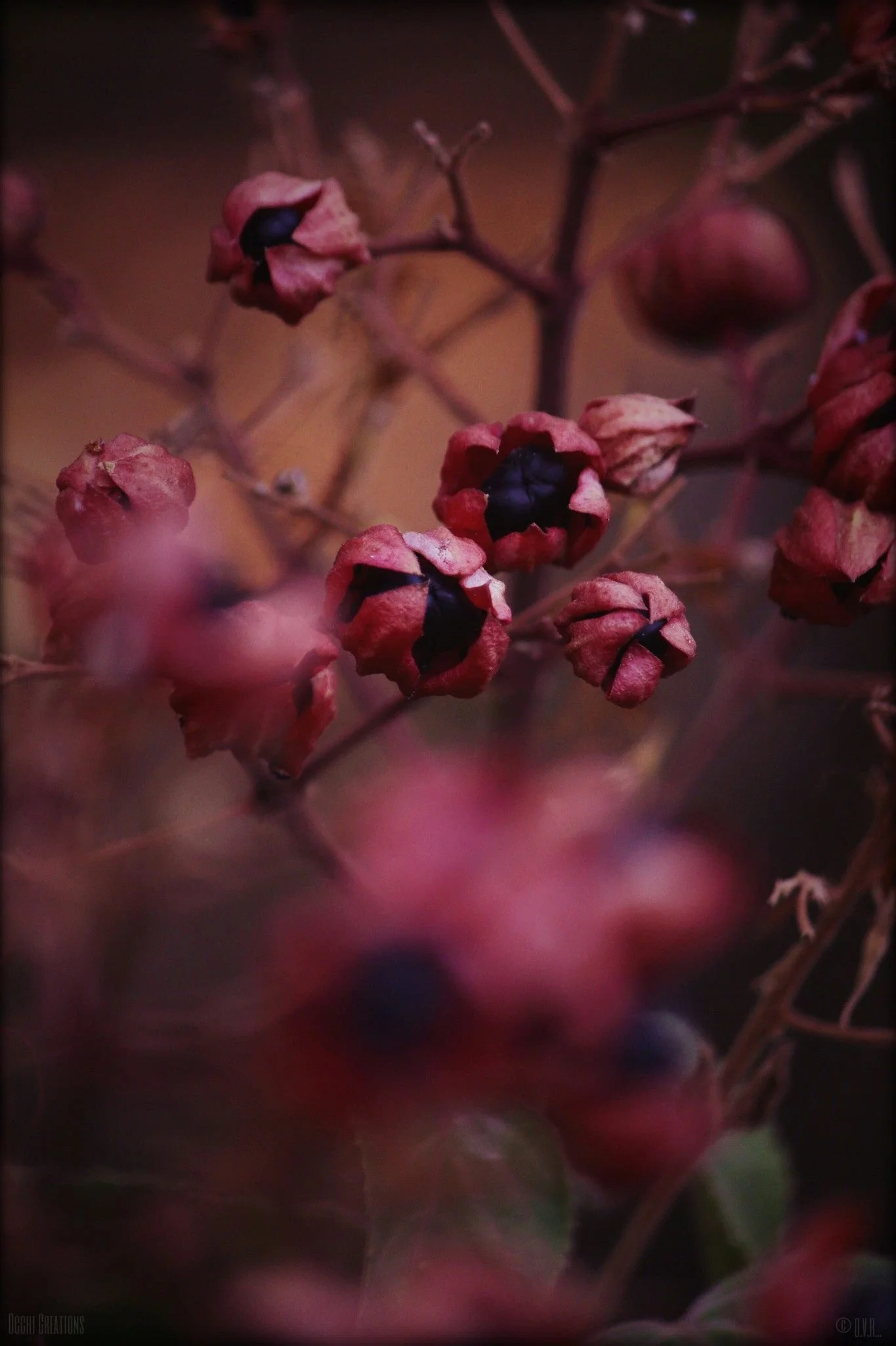 Close-up of dried, dark purple berries with reddish-pink husks on a branch, blurred background.